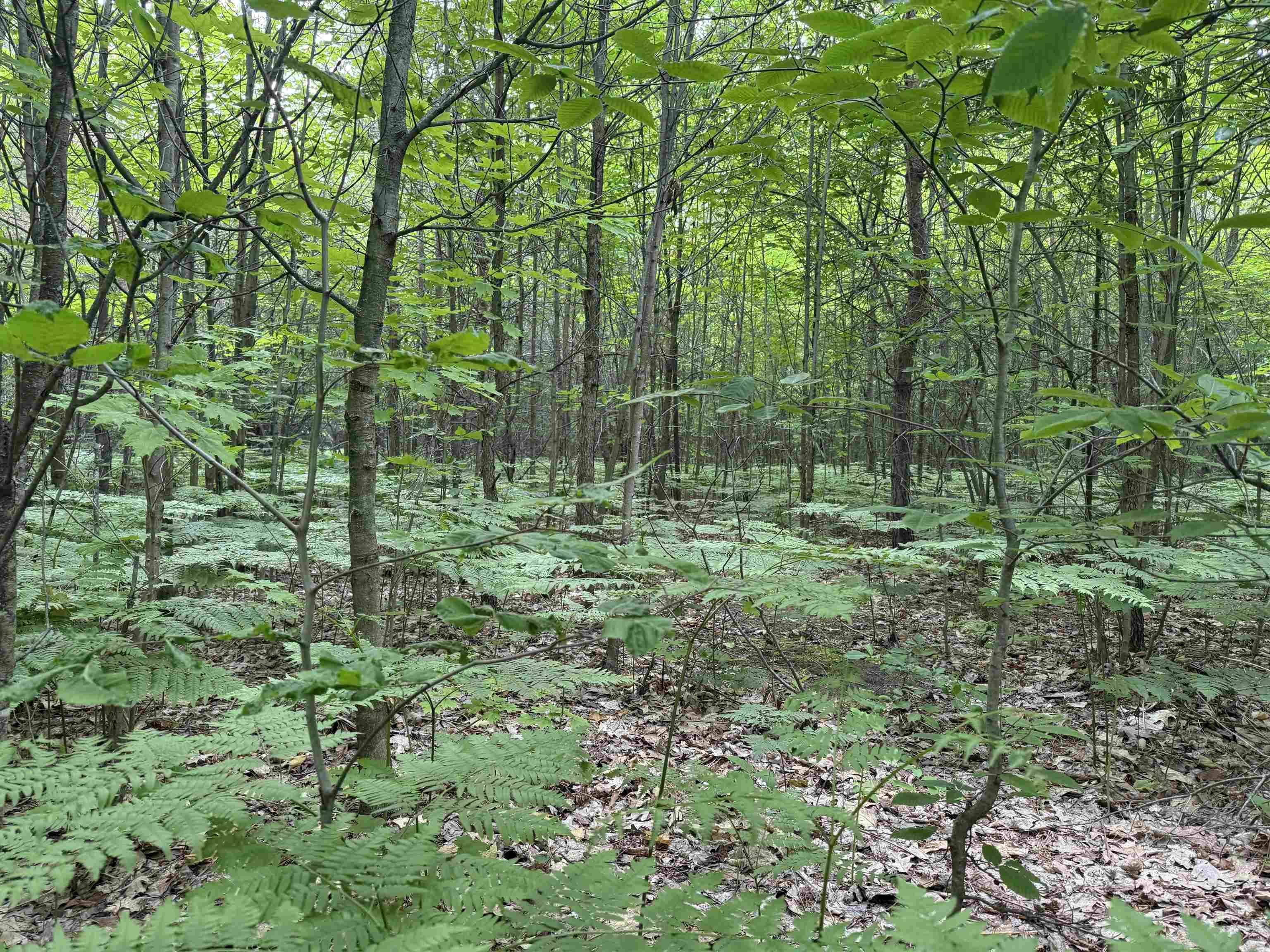 V/L Parcel B Lamerson LN, Inland Twp, MI 49643