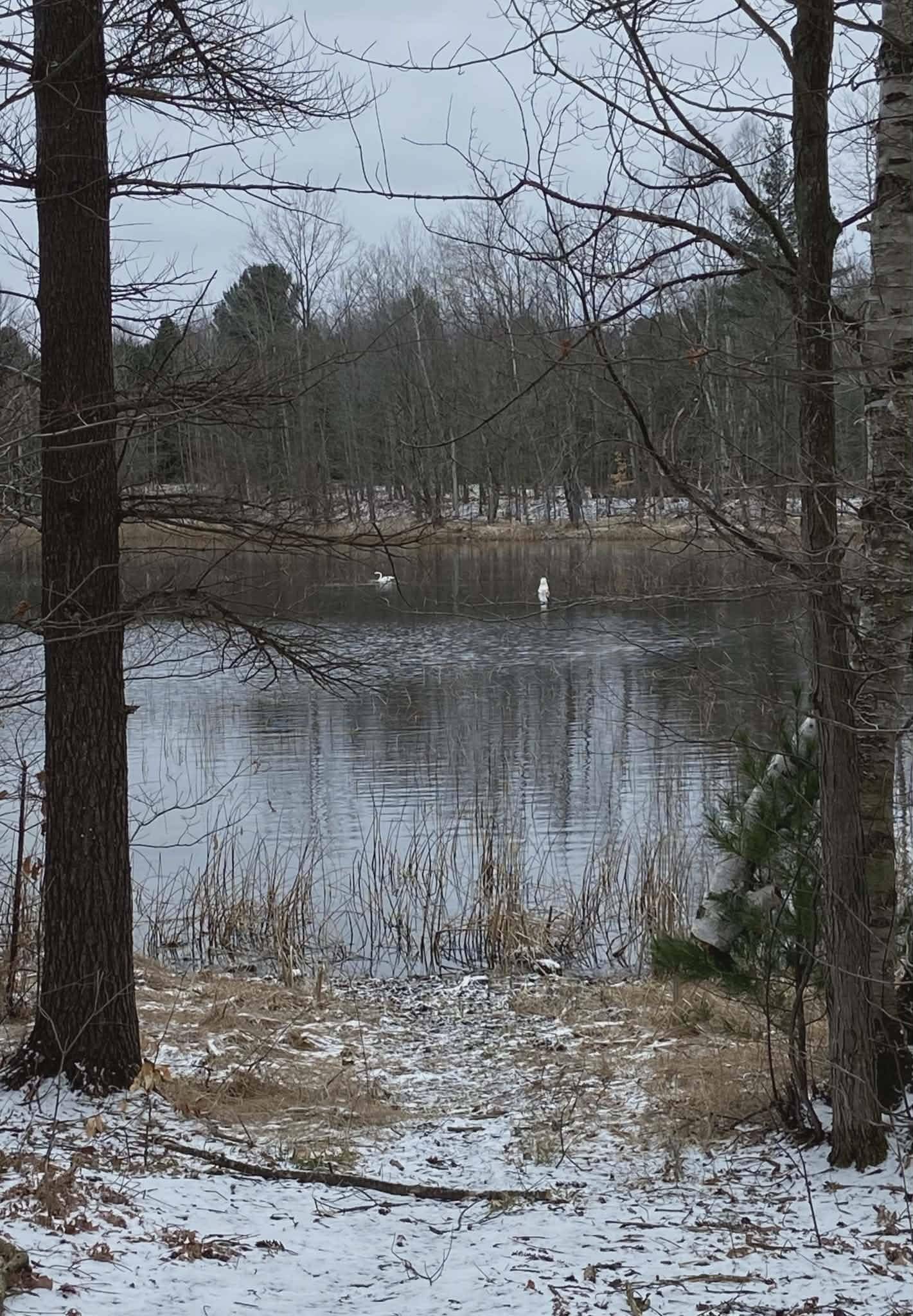 20047 Davis Lake RD, Almira Twp, MI 49684