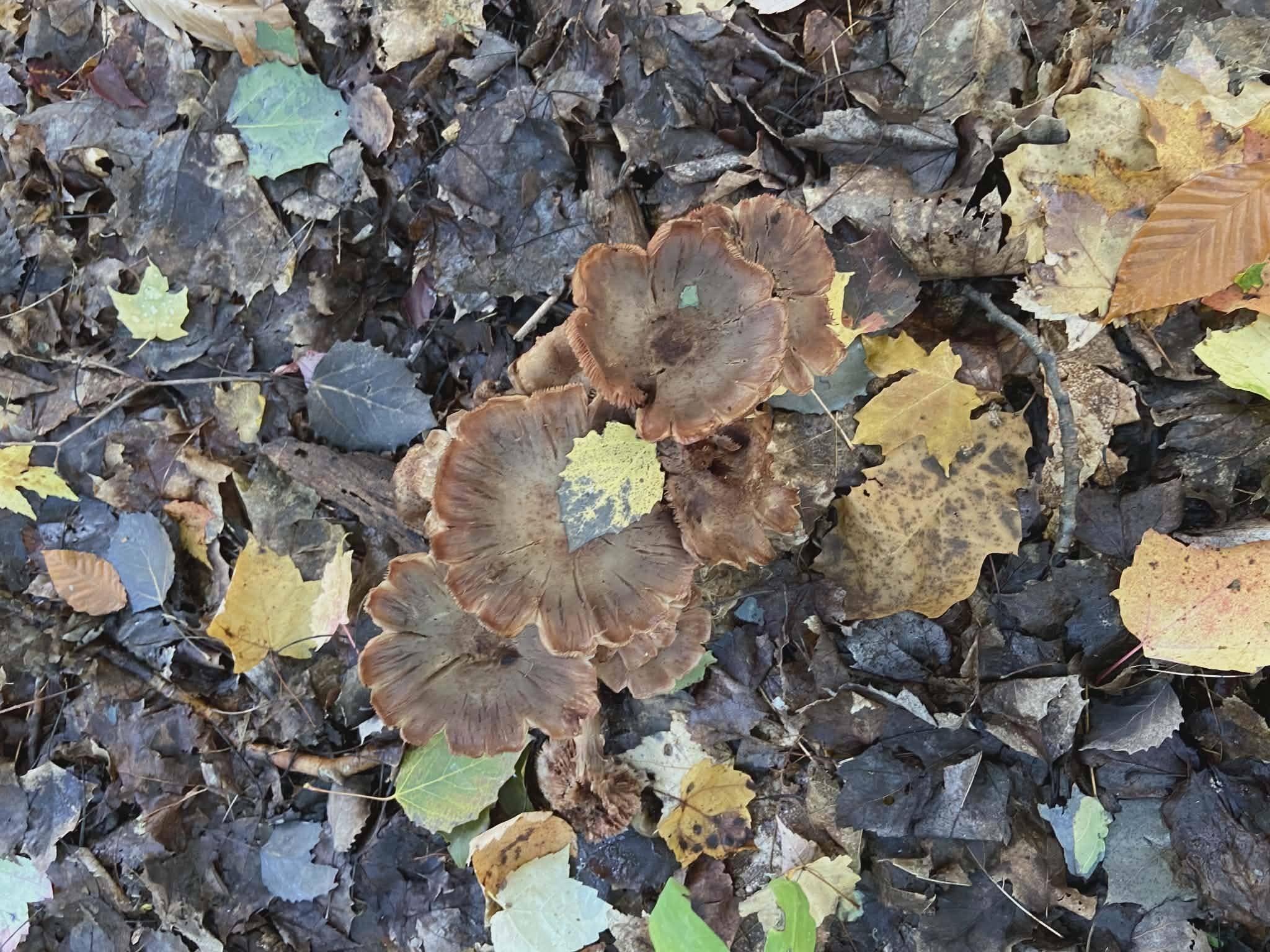 20047 Davis Lake RD, Almira Twp, MI 49684