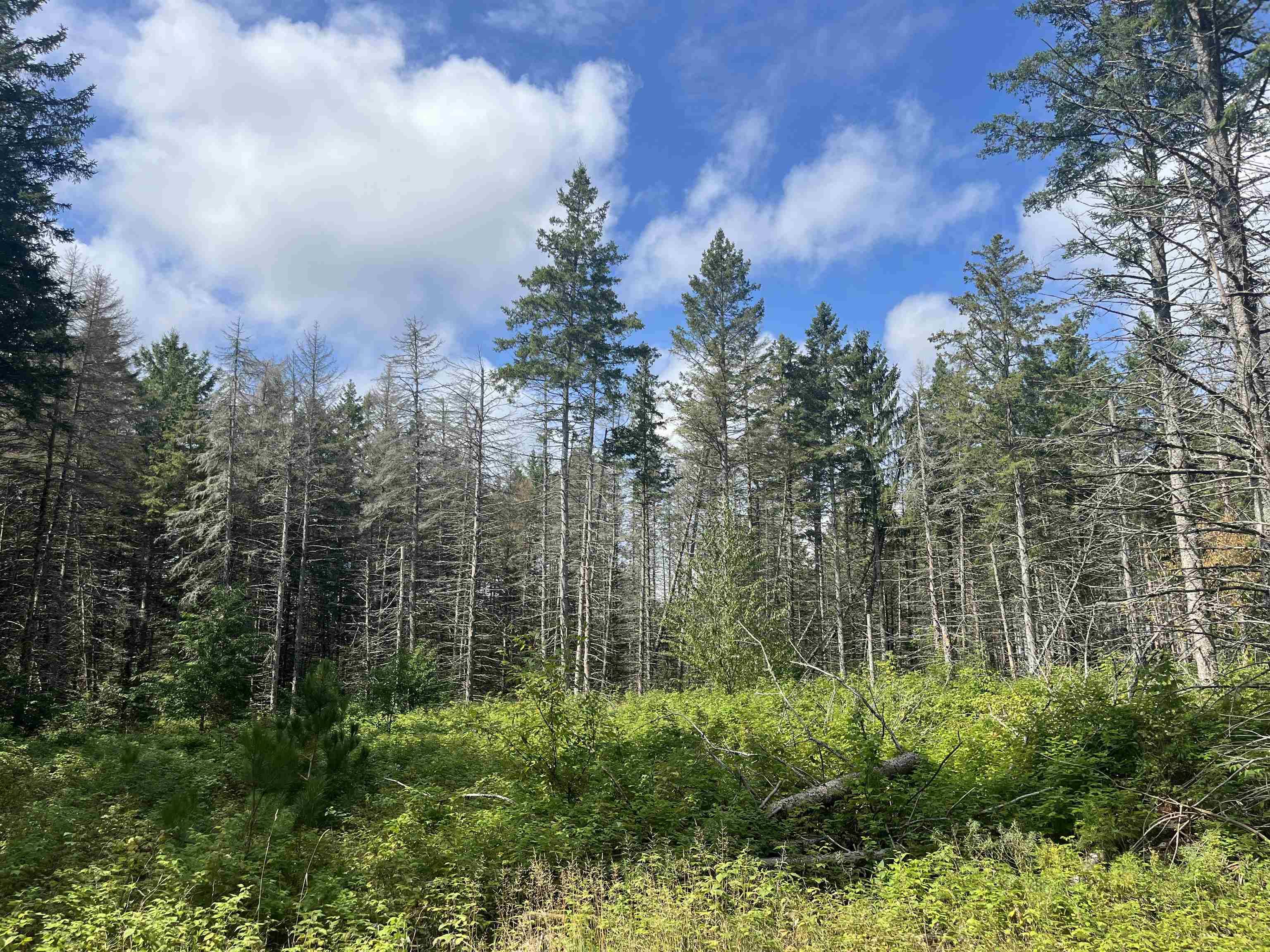 Maple City HWY, Almira Twp, MI 49650