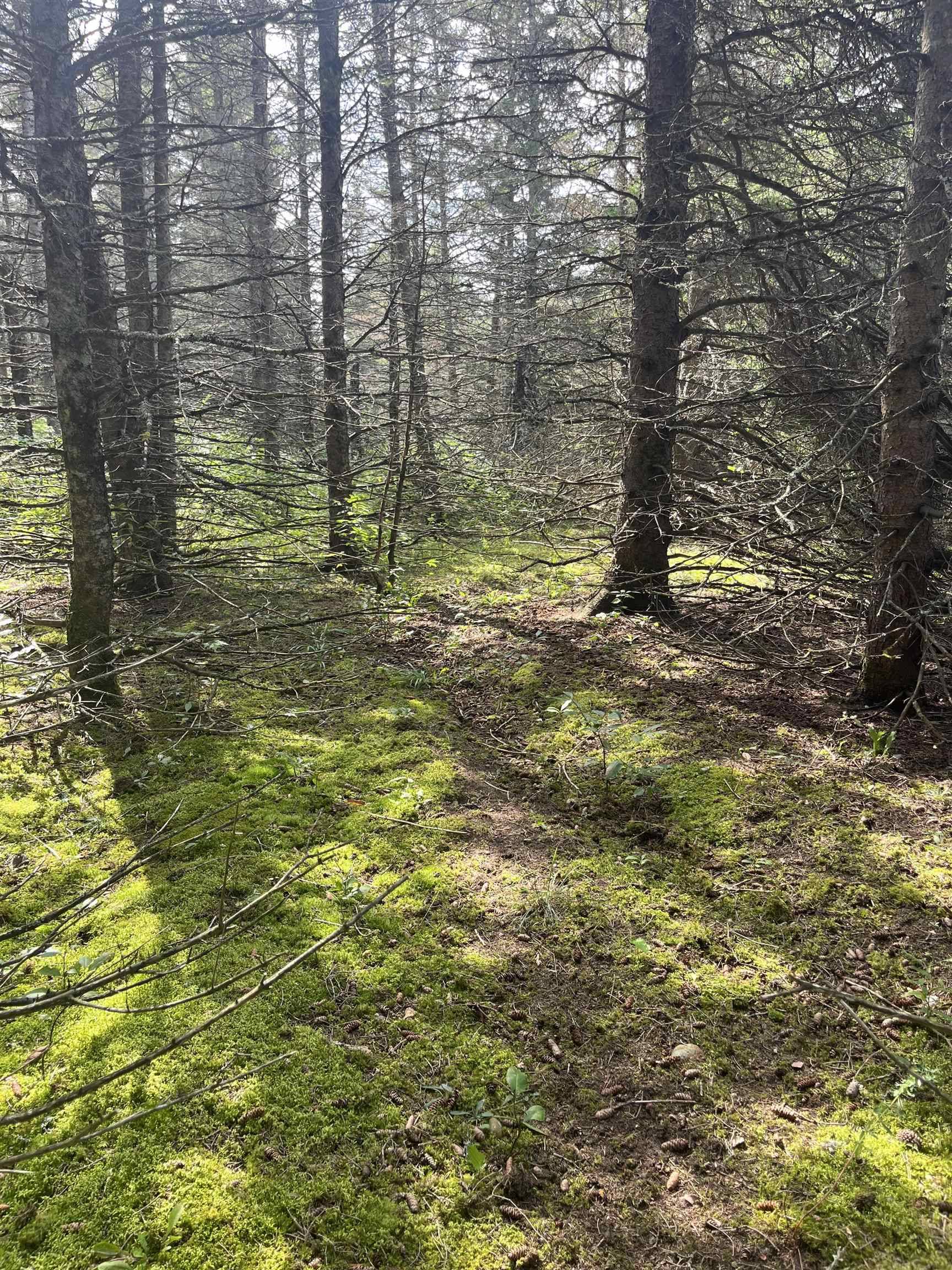 Maple City HWY, Almira Twp, MI 49650