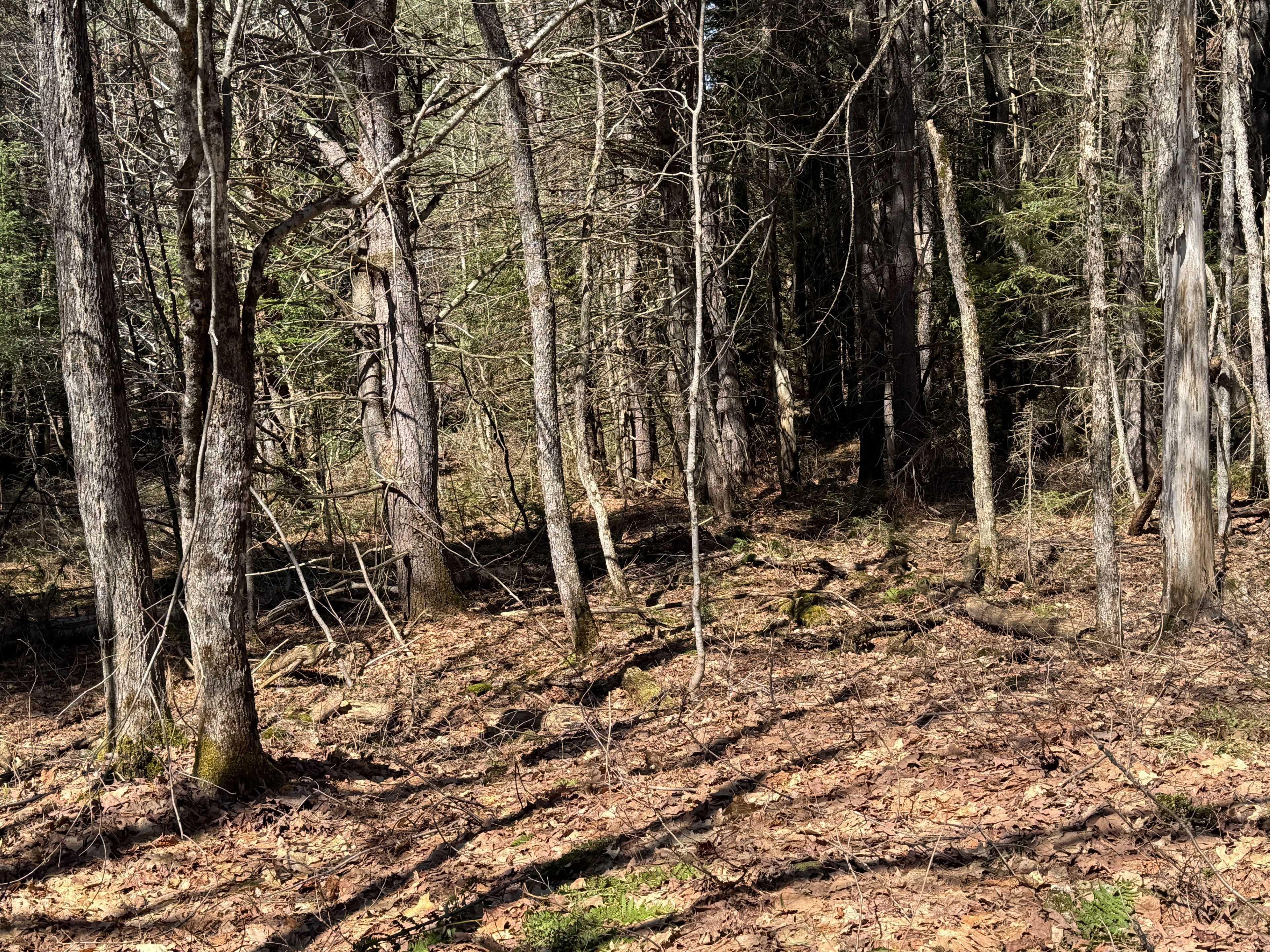 Lot 15 Con 2 Draper N/A, Bracebridge, ON P1P 1R3