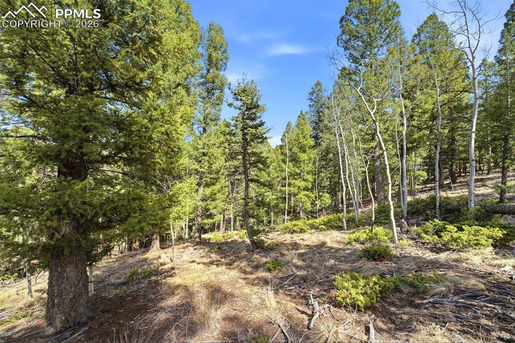 278 Cherry Lake DR, Divide, CO 80814