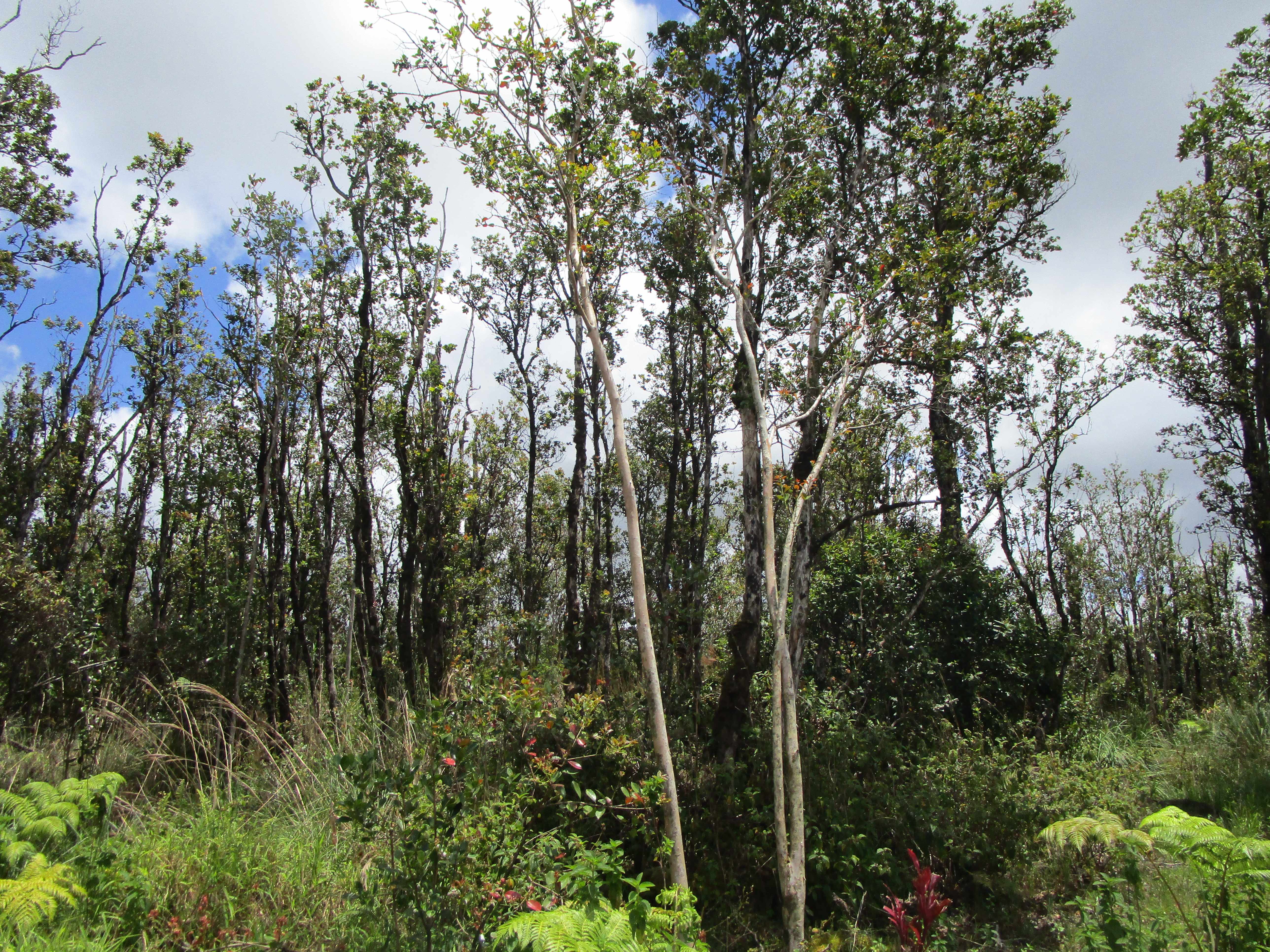KOKOKAHI RD, Volcano, HI 96785