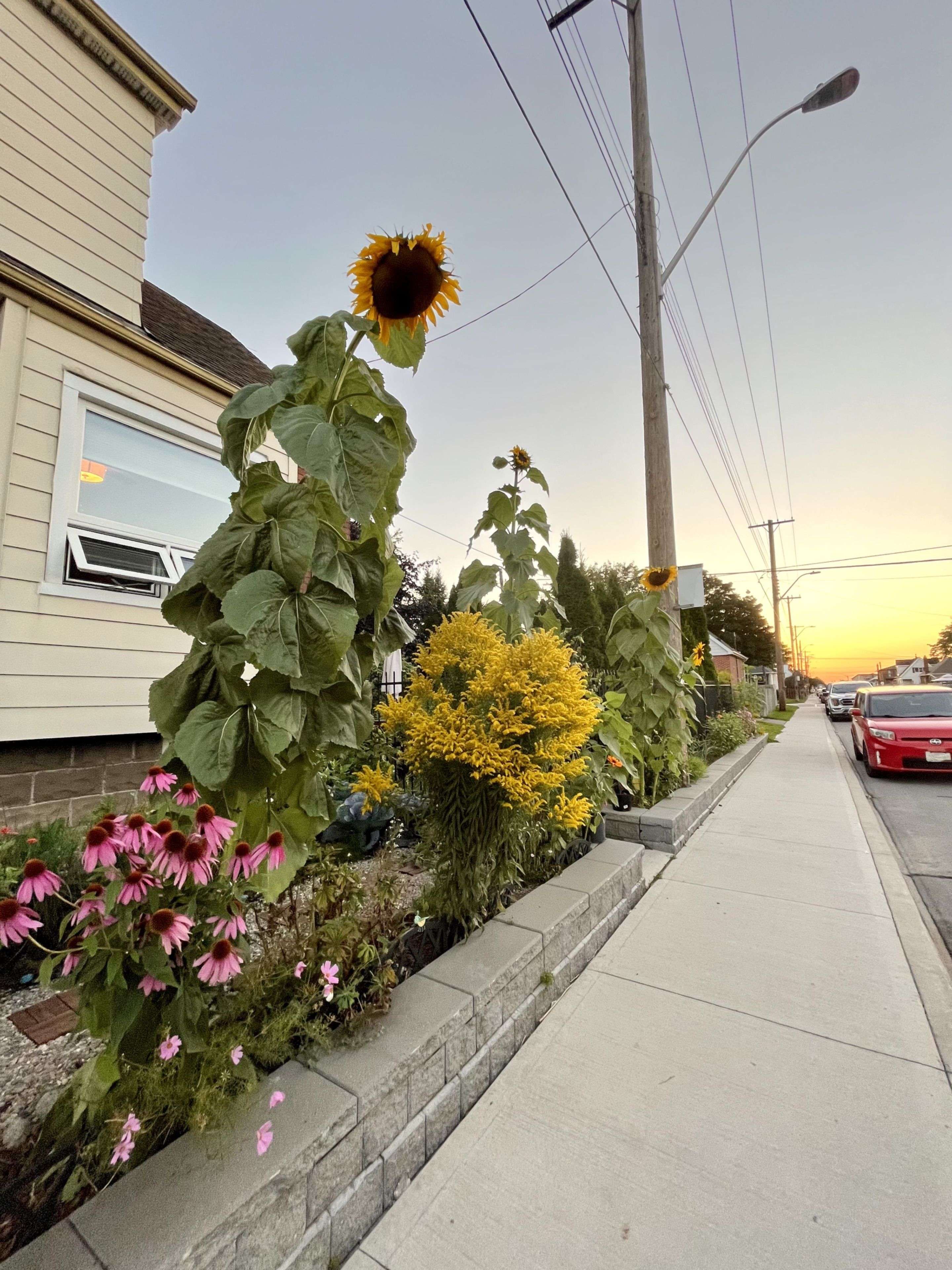 105 Barons AVE N, Hamilton, ON L8H 5A5