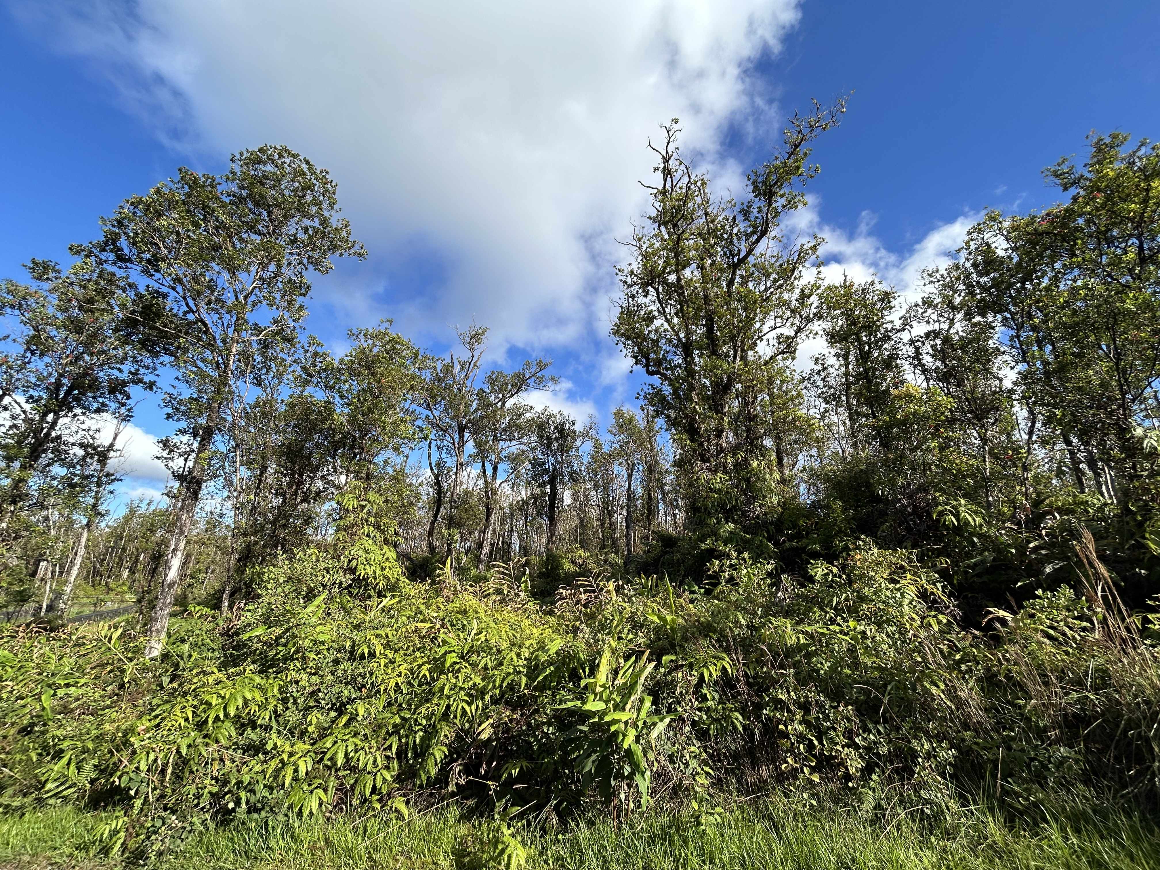 MAKOA RD, Volcano, HI 96785