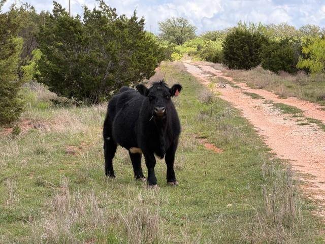 2221 Lemons Gap Road, Ovalo, TX 79541