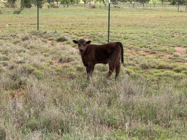 2221 Lemons Gap Road, Ovalo, TX 79541