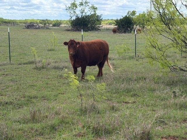 2221 Lemons Gap Road, Ovalo, TX 79541