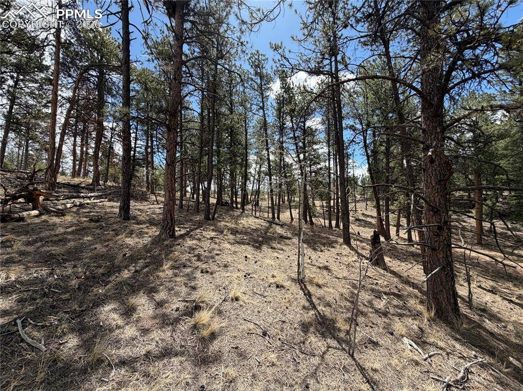 2988 Pikes Peak DR, Florissant, CO 80816