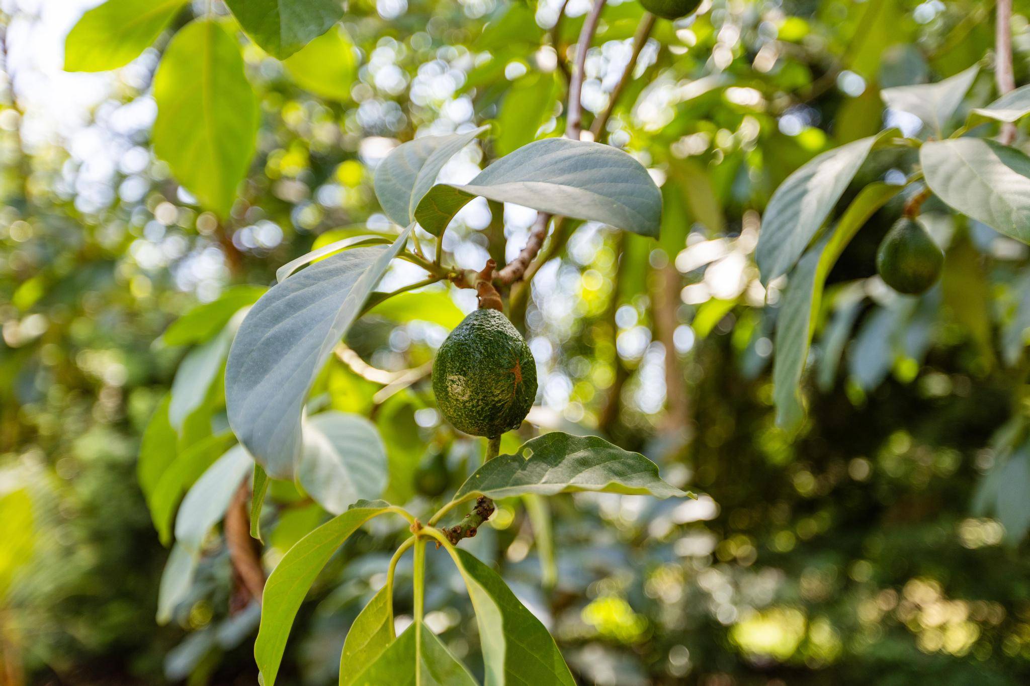 15-1544 10TH AVE, Keaau, HI 96749