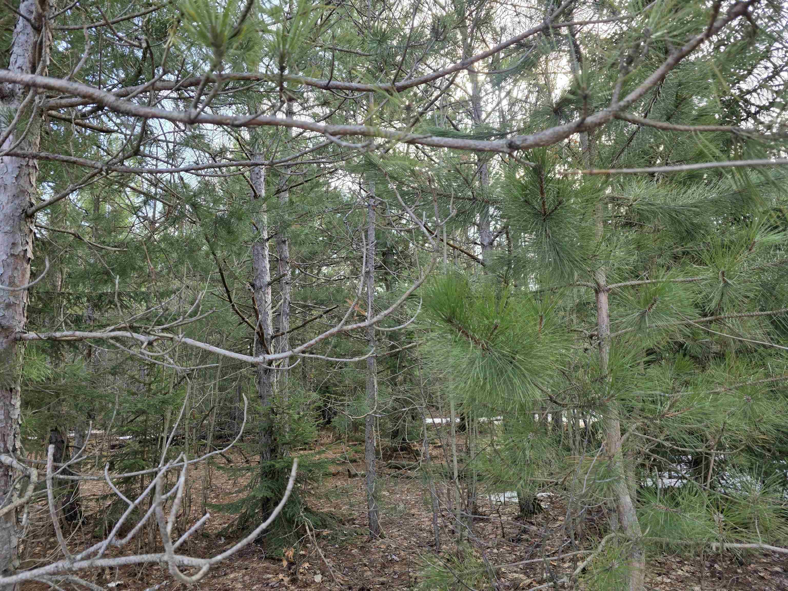 0001 Cedar River RD, Mancelonatownship_antrim, MI 49659