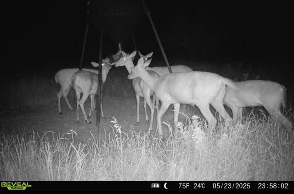 999-1 CR3805, Bailey, TX 75413