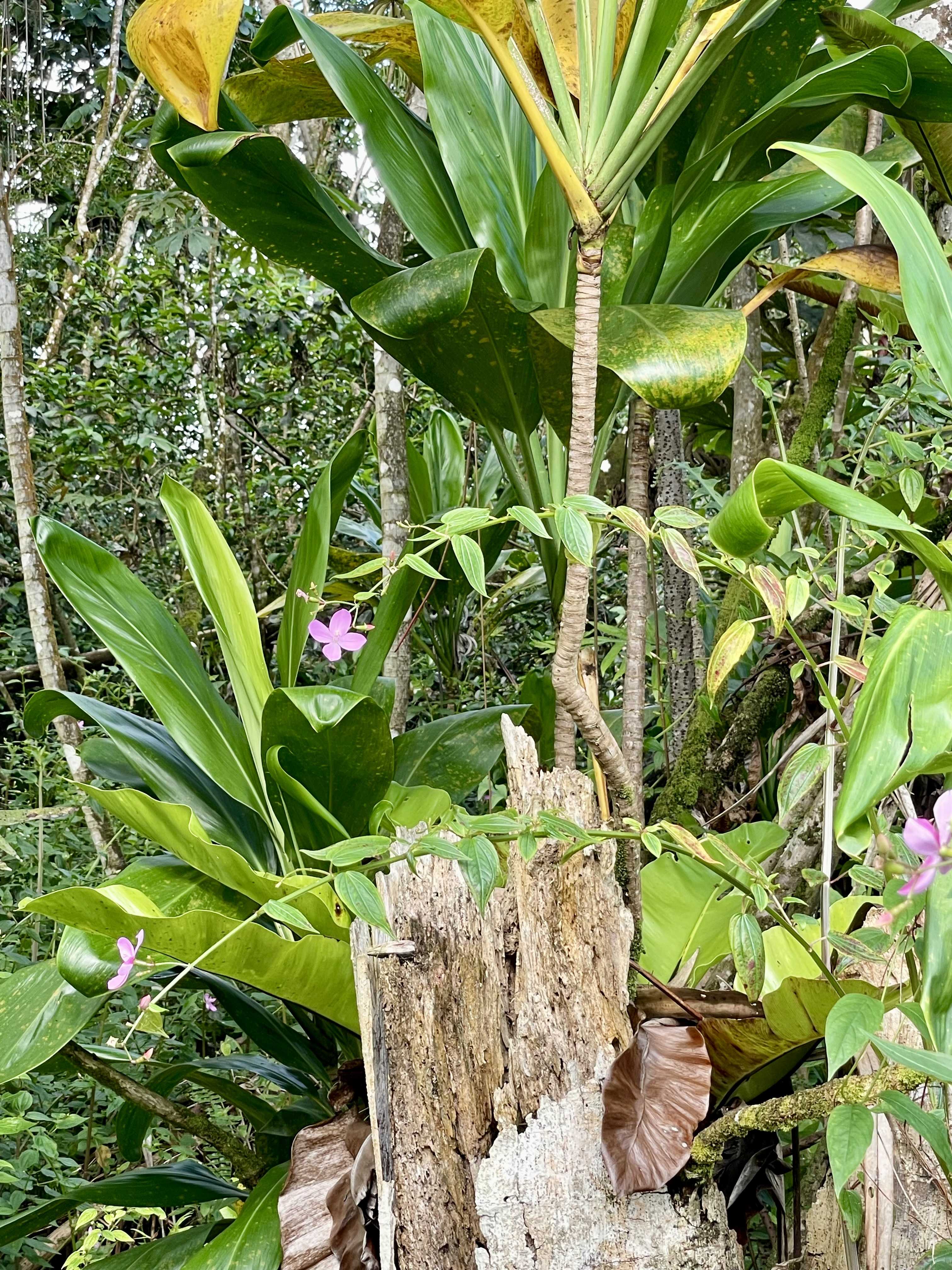 S OHIKI ST, Pahoa, HI 96778
