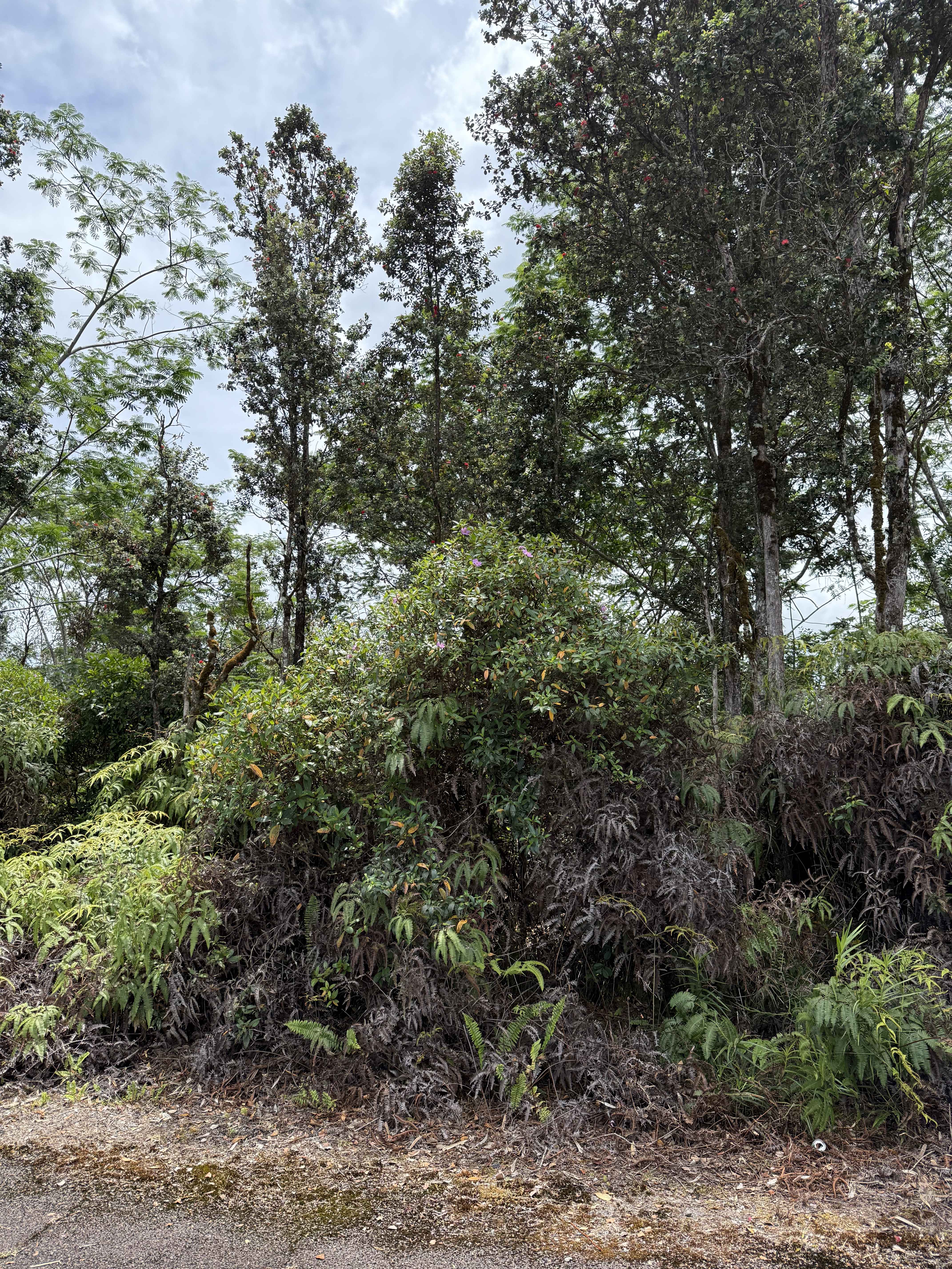 PUAINAKO ST. EXTENSION, Hilo, HI 96720