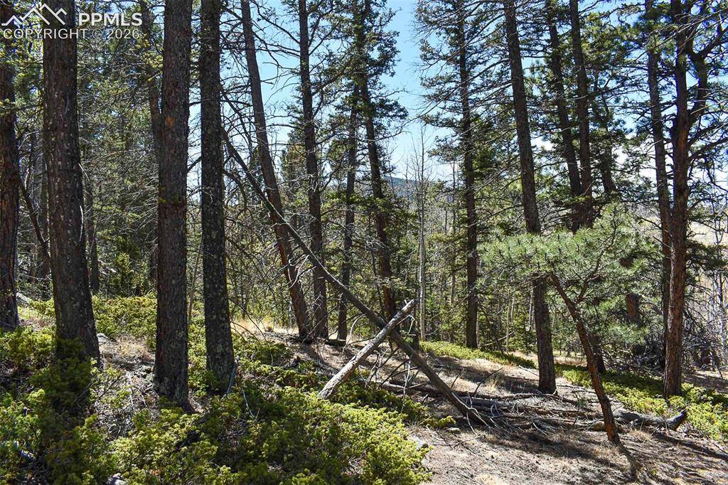 289 Timberline DR, Guffey, CO 80820