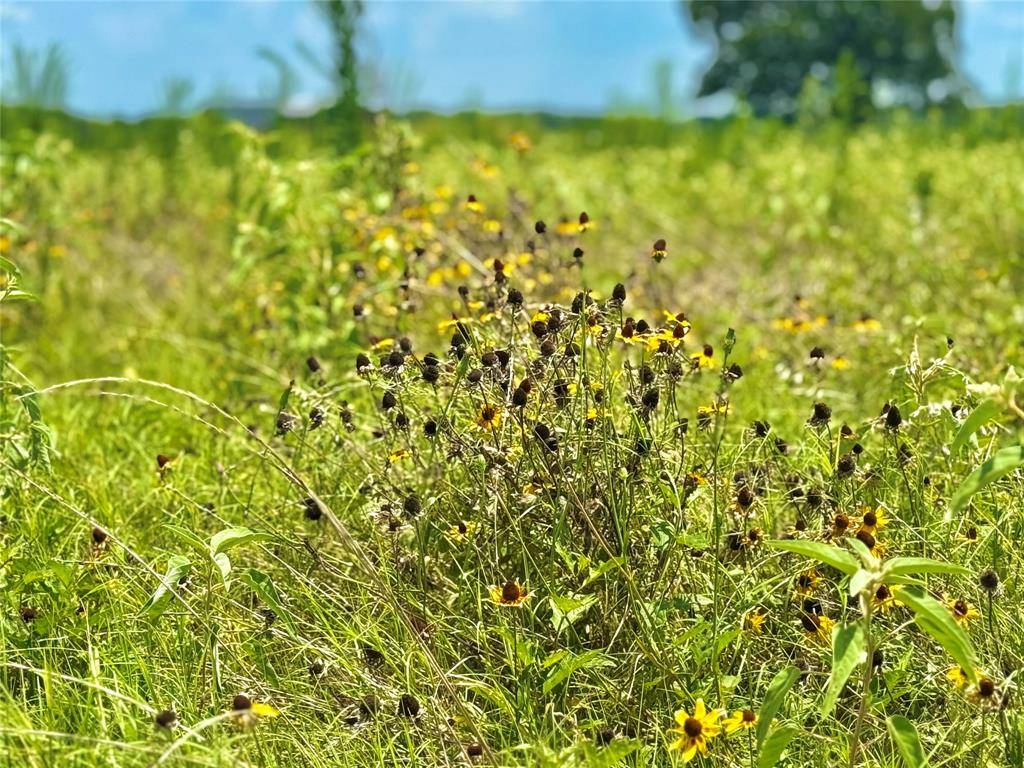 TBD Tract 24 County Rd 3644, Pickton, TX 75471