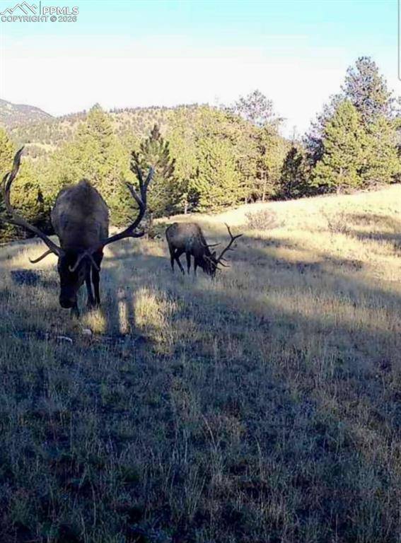2502 County Road 88, Guffey, CO 80820