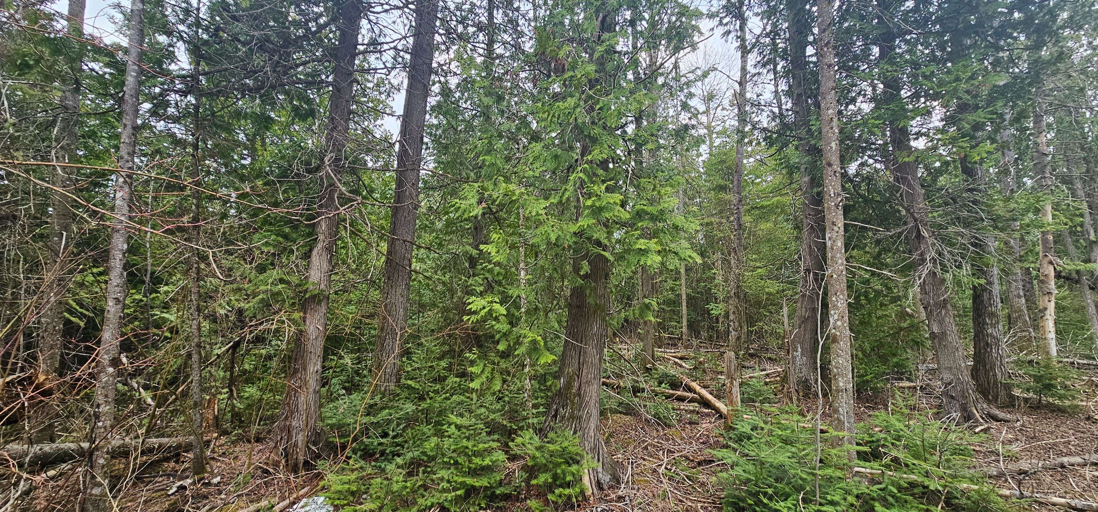 43 Hardwick Cove RD, Northern Bruce Peninsula, ON N0H 1W0