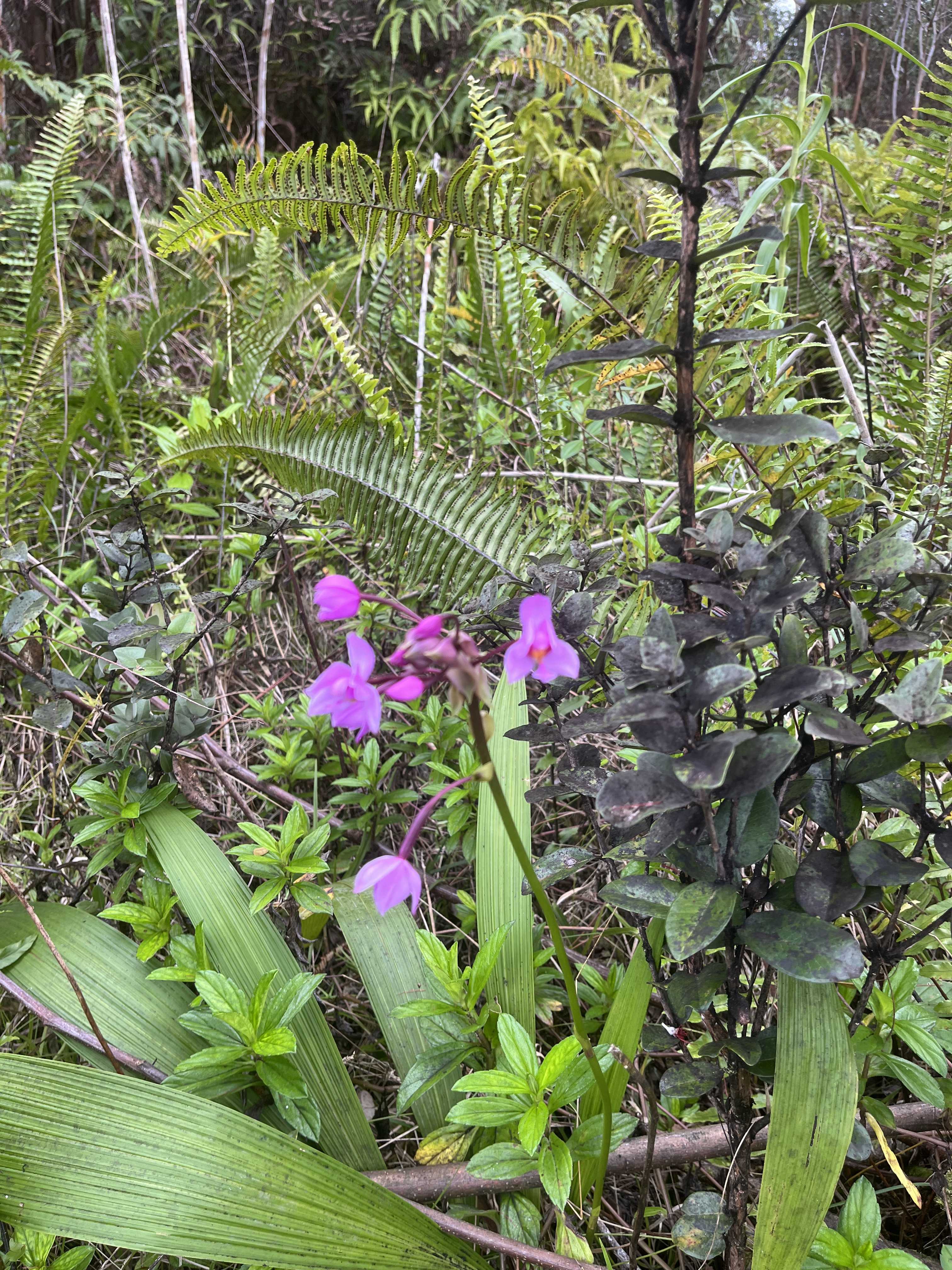 ROAD 10 (POOULI), Kurtistown, HI 96760