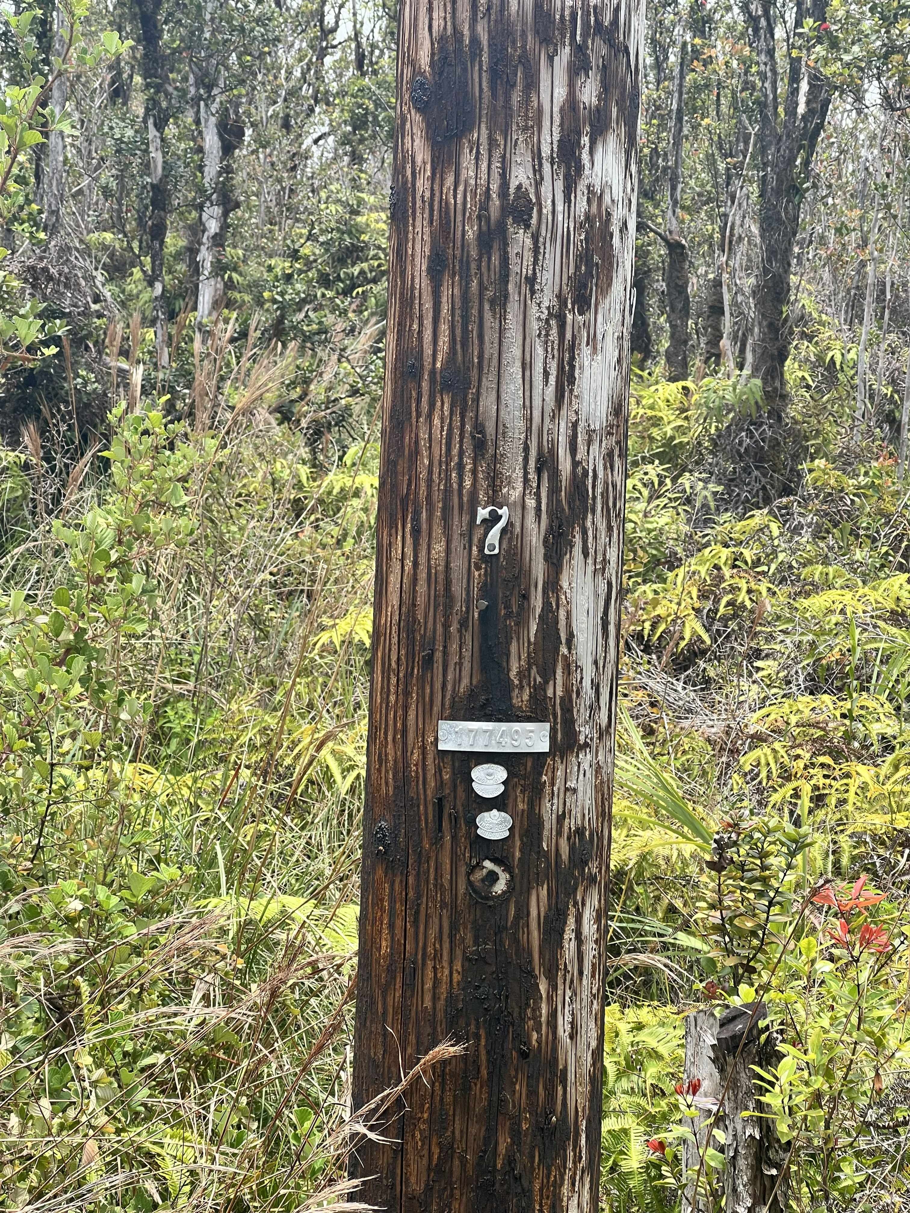 11-2859 NOE KUAHIWI RD, Volcano, HI 96785