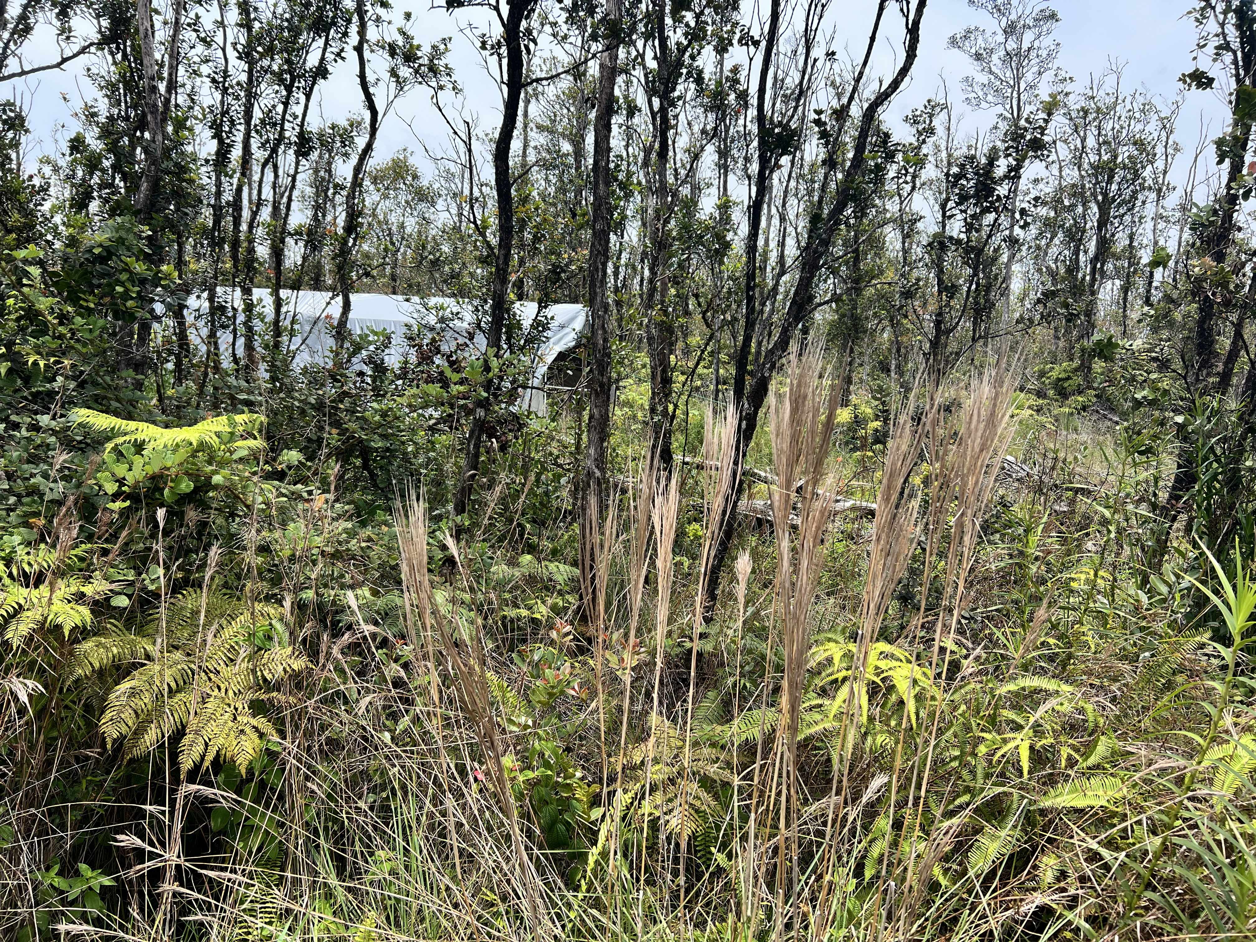 11-2859 NOE KUAHIWI RD, Volcano, HI 96785
