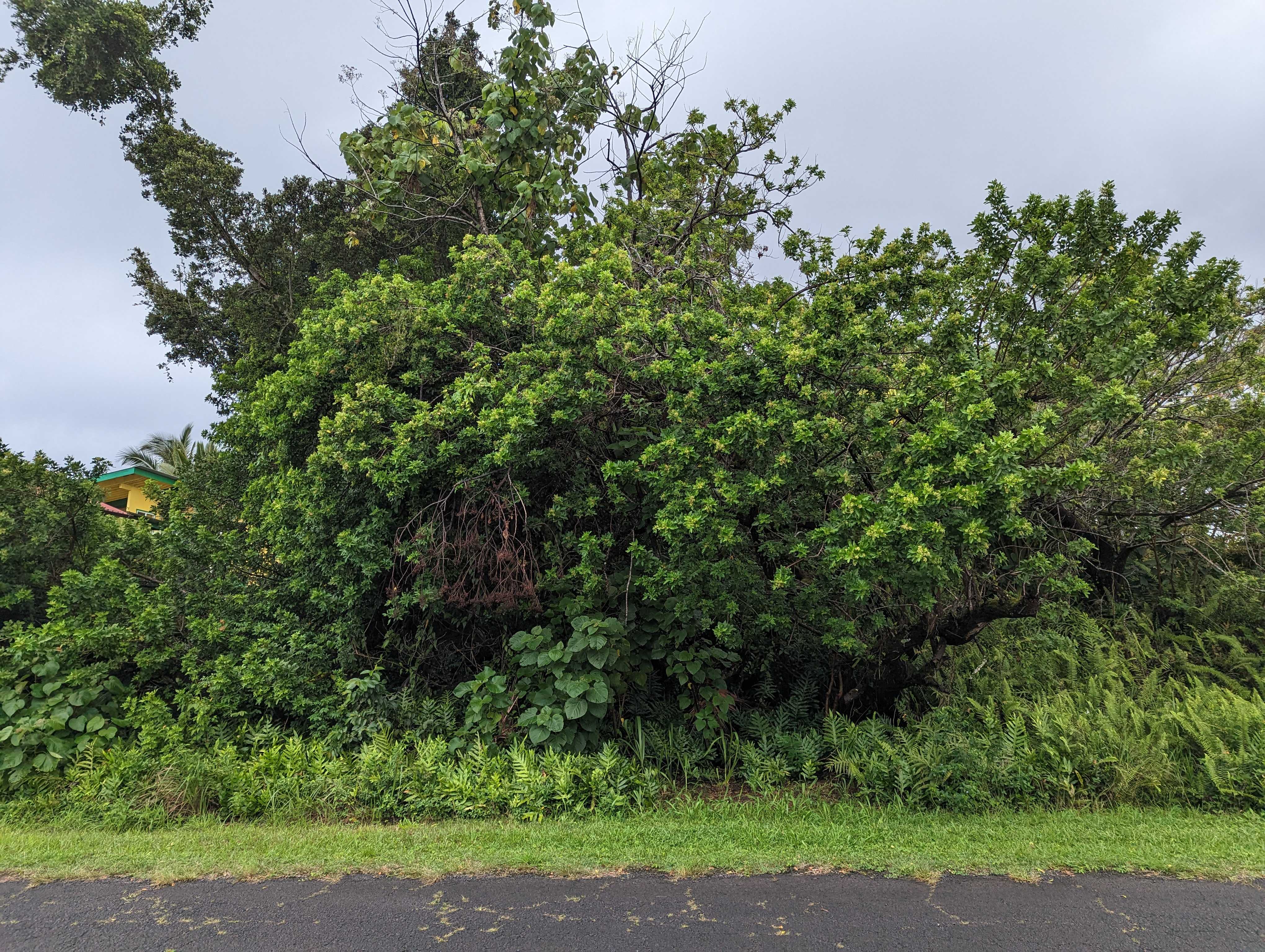 E MOANAULI LP, Pahoa, HI 96778