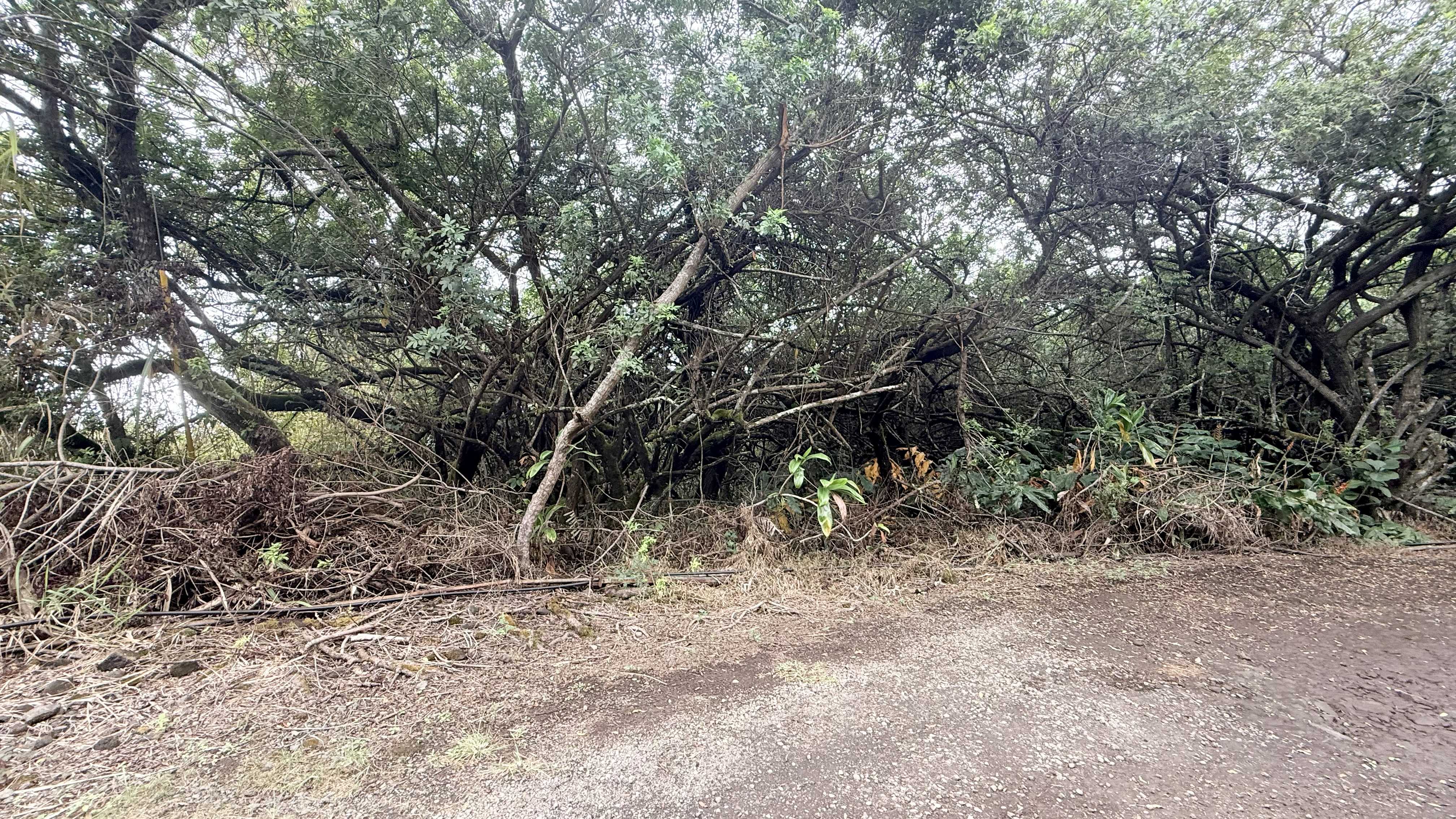 Kealakekua, HI 96750