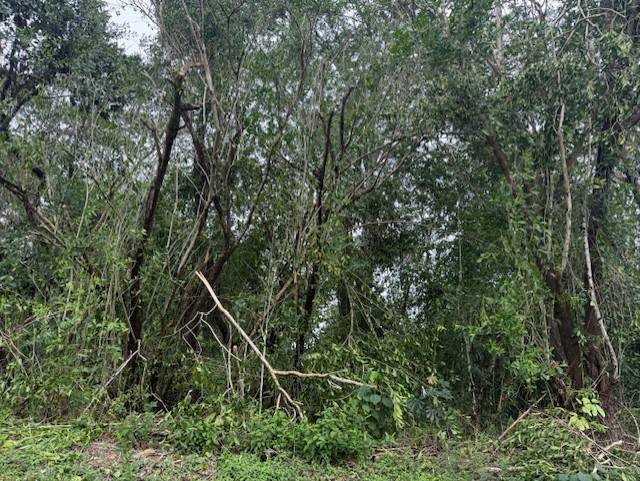 15-716 PUNI MAUKA LOOP, Pahoa, HI 96778