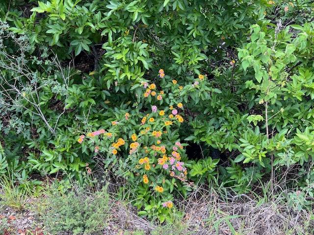 MACADAMIA DR, Ocean View, HI 96737