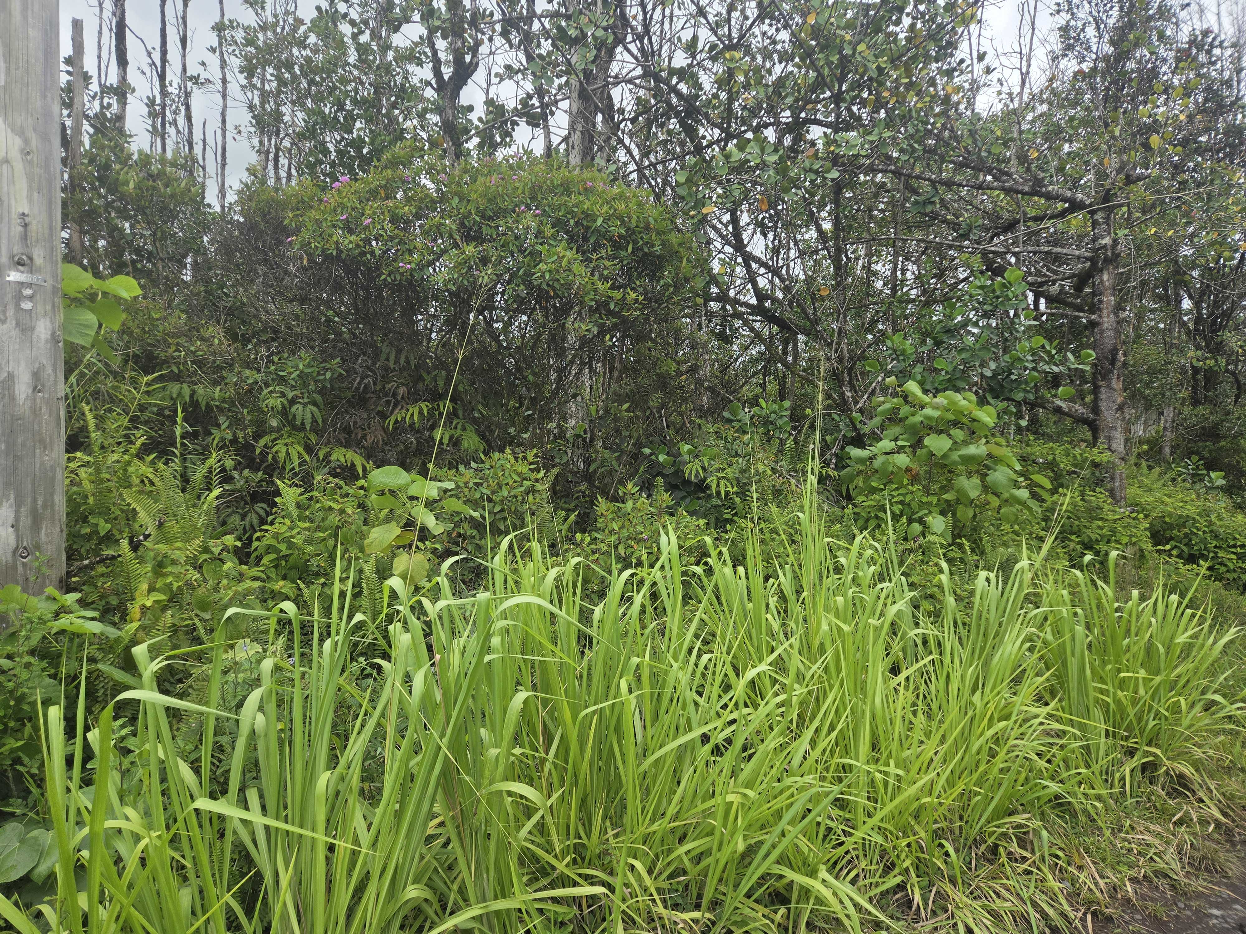 34TH AVE, Kurtistown, HI 96760