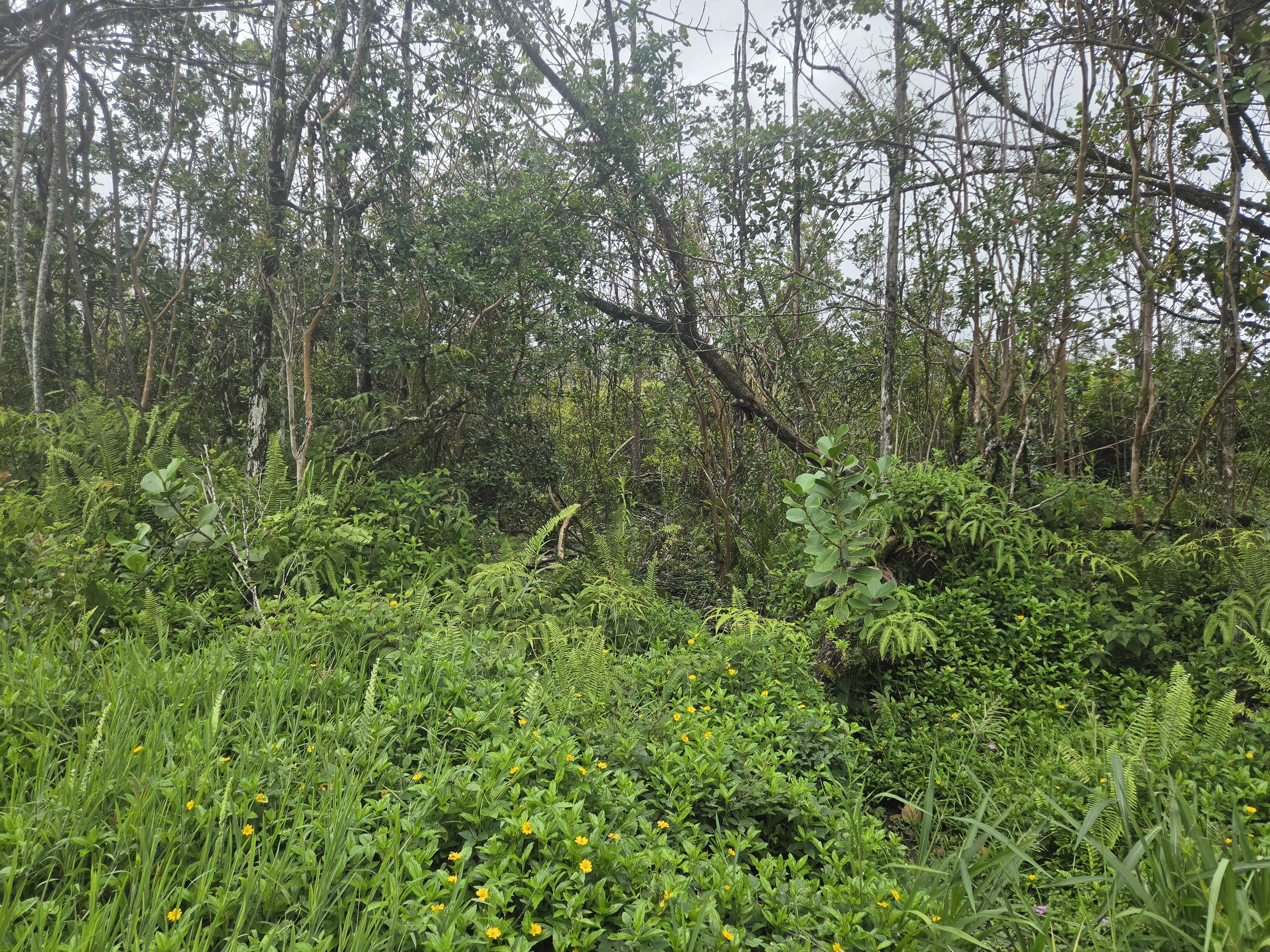34TH AVE, Kurtistown, HI 96760