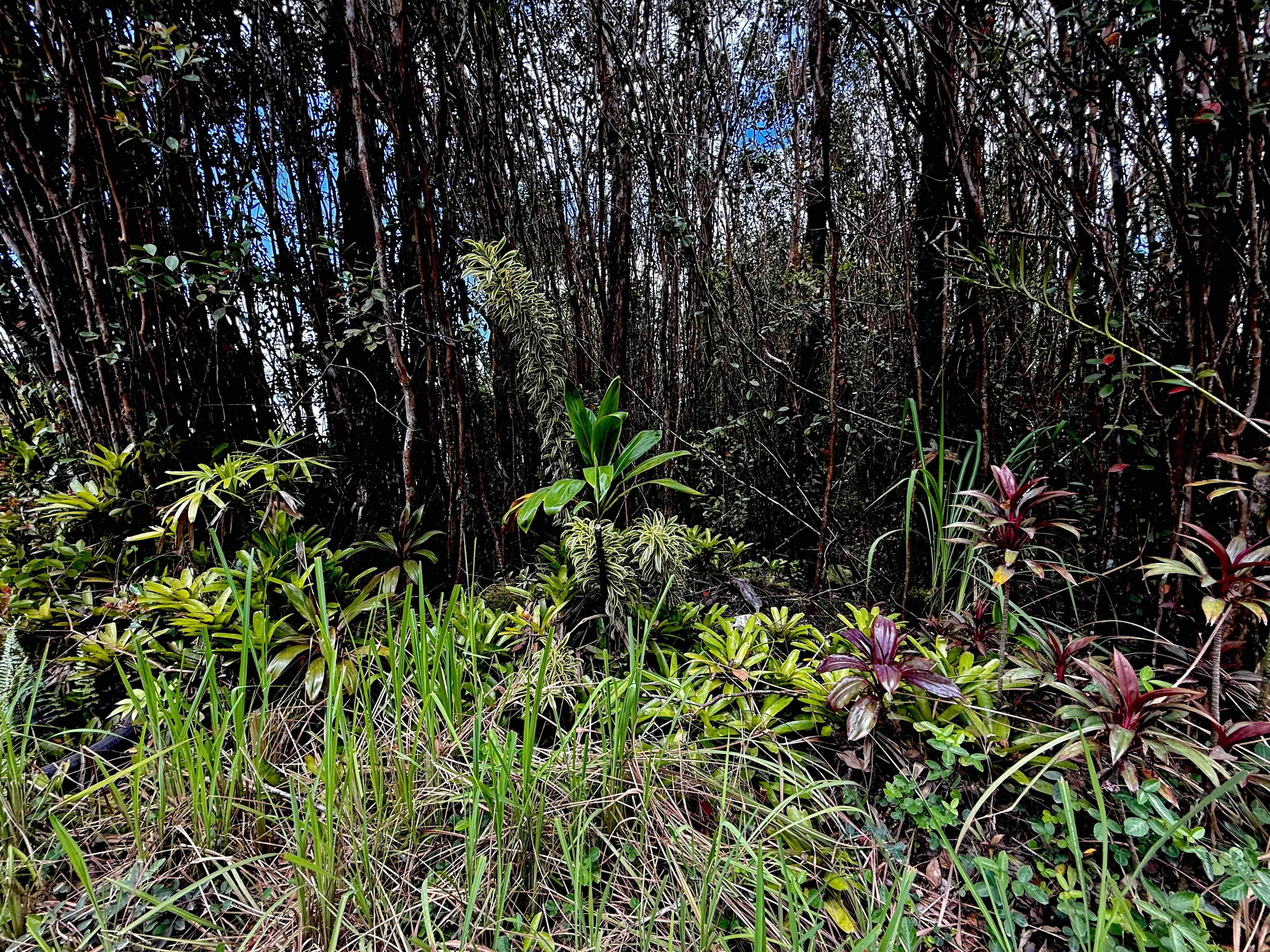 ROAD 1 (UHINI ANA), Mountain View, HI 96771