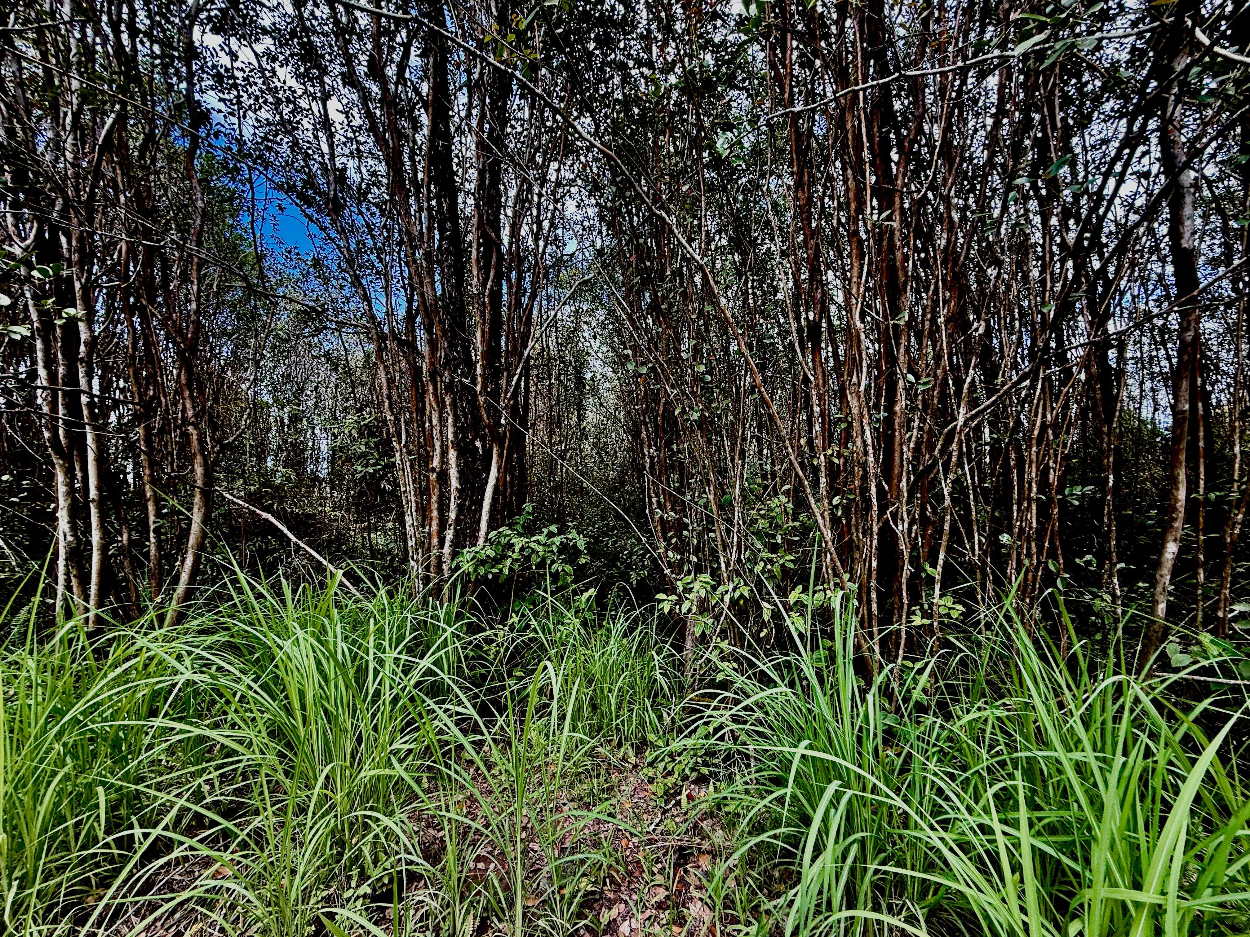 ROAD 1 (UHINI ANA), Mountain View, HI 96771