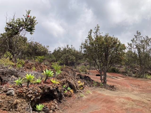 92-8484 PINEAPPLE PKWY, Ocean View, HI 96737