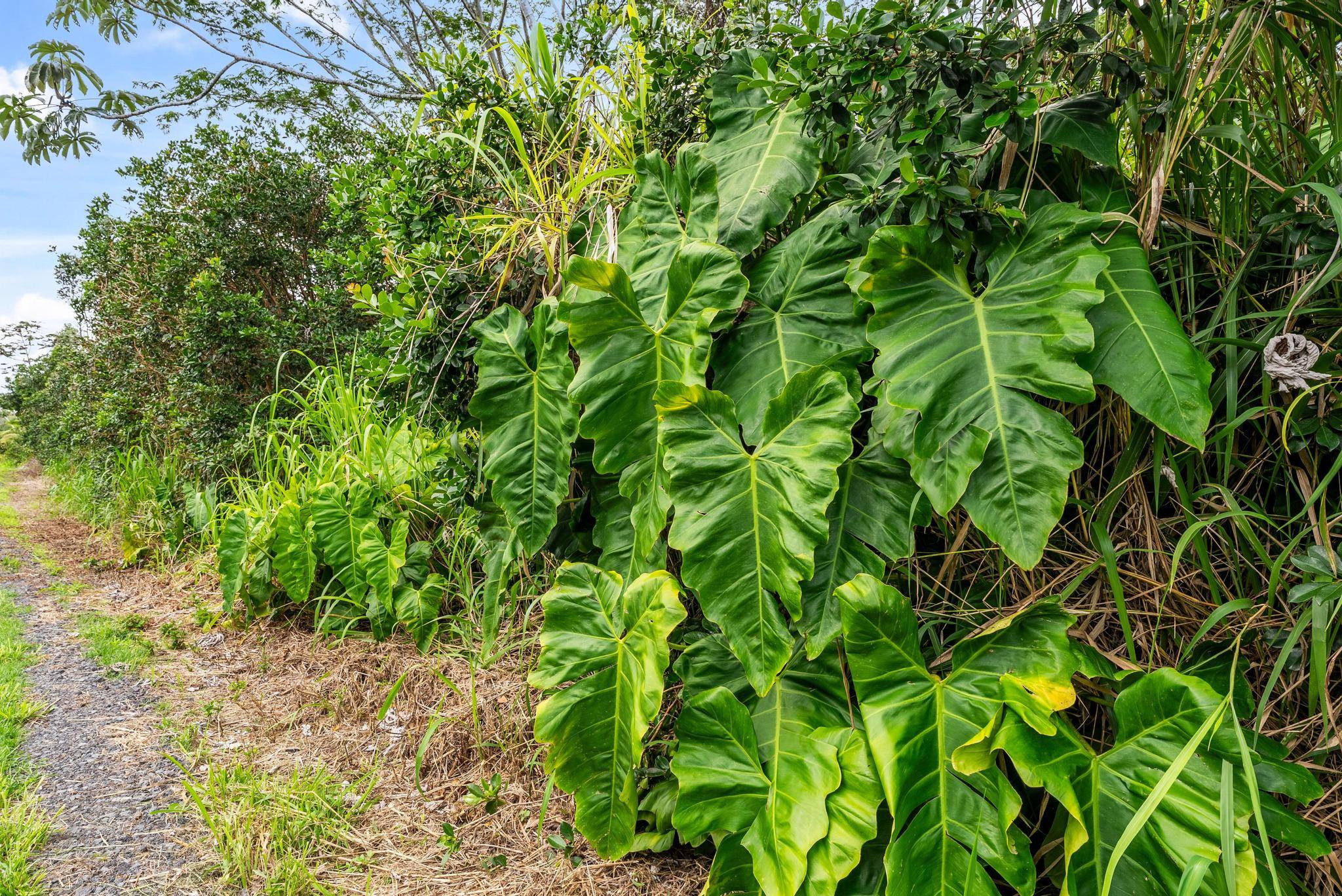 4TH AVE, Keaau, HI 96749