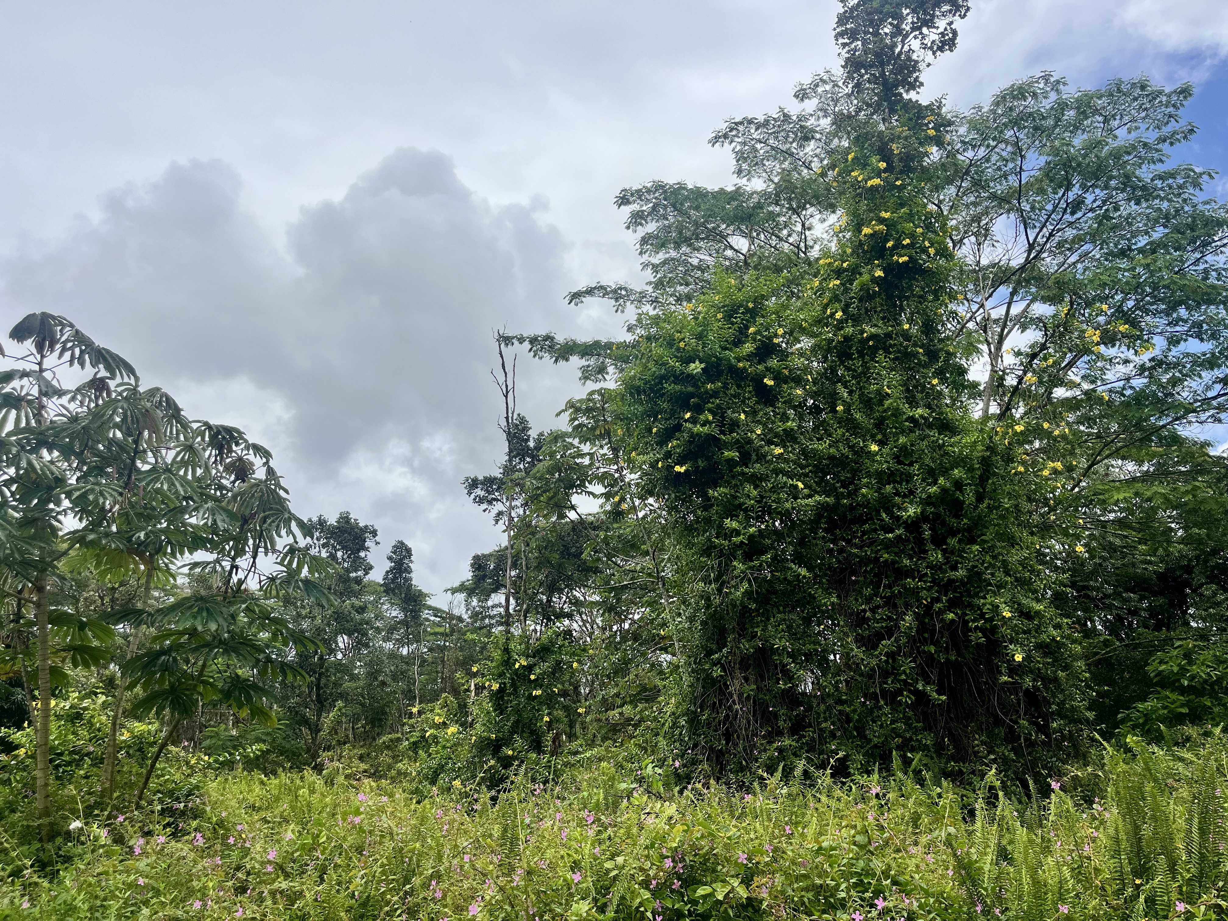 LEHUA RD, Pahoa, HI 96778