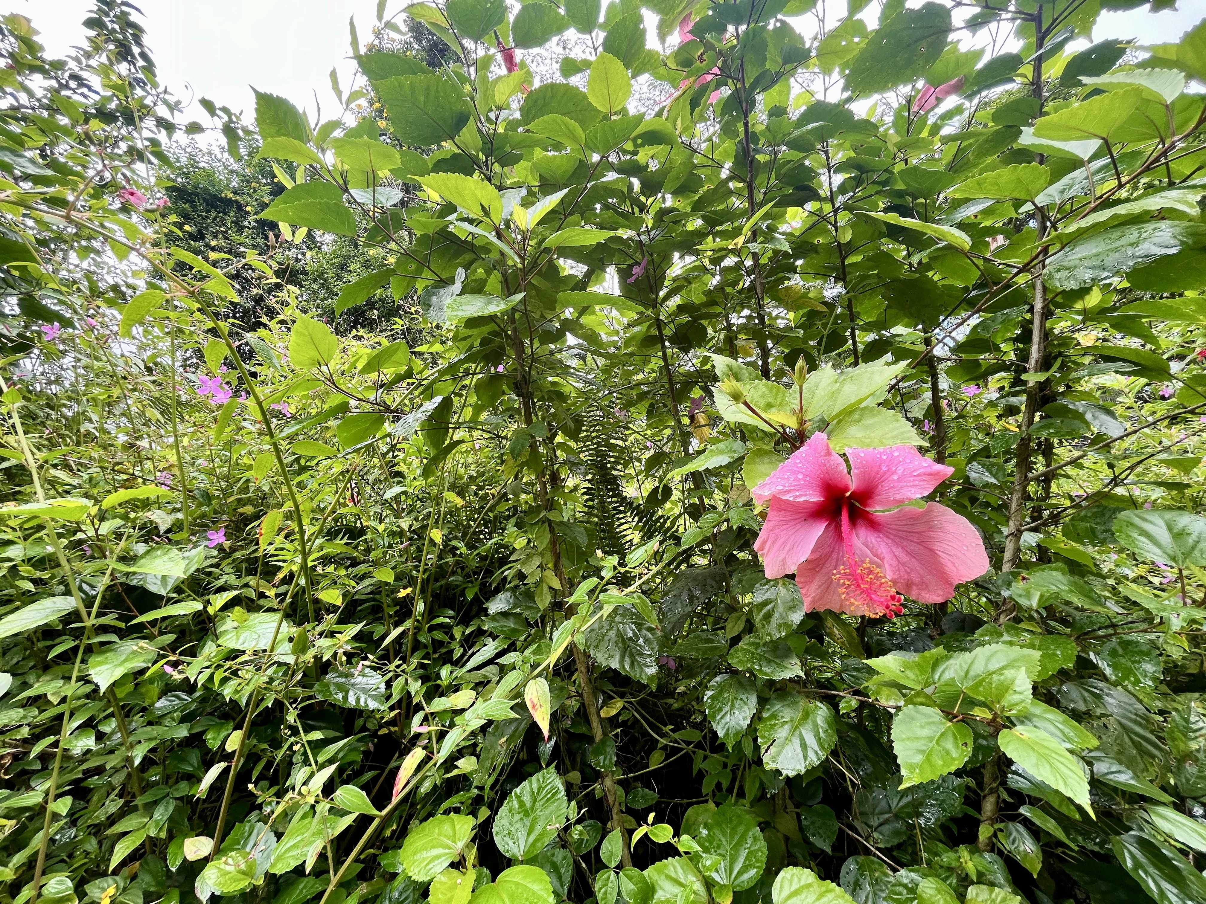 LEHUA RD, Pahoa, HI 96778