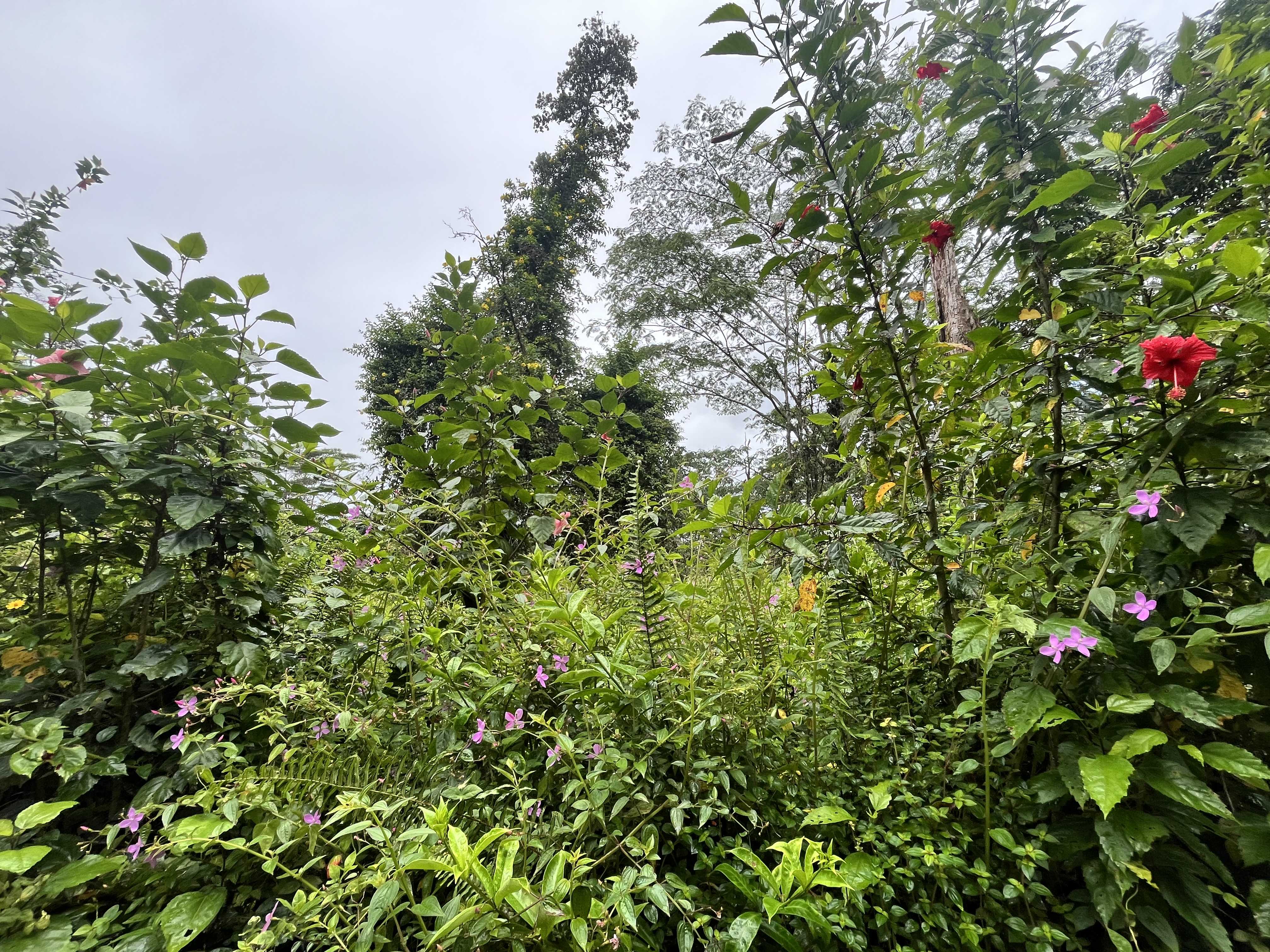 LEHUA RD, Pahoa, HI 96778