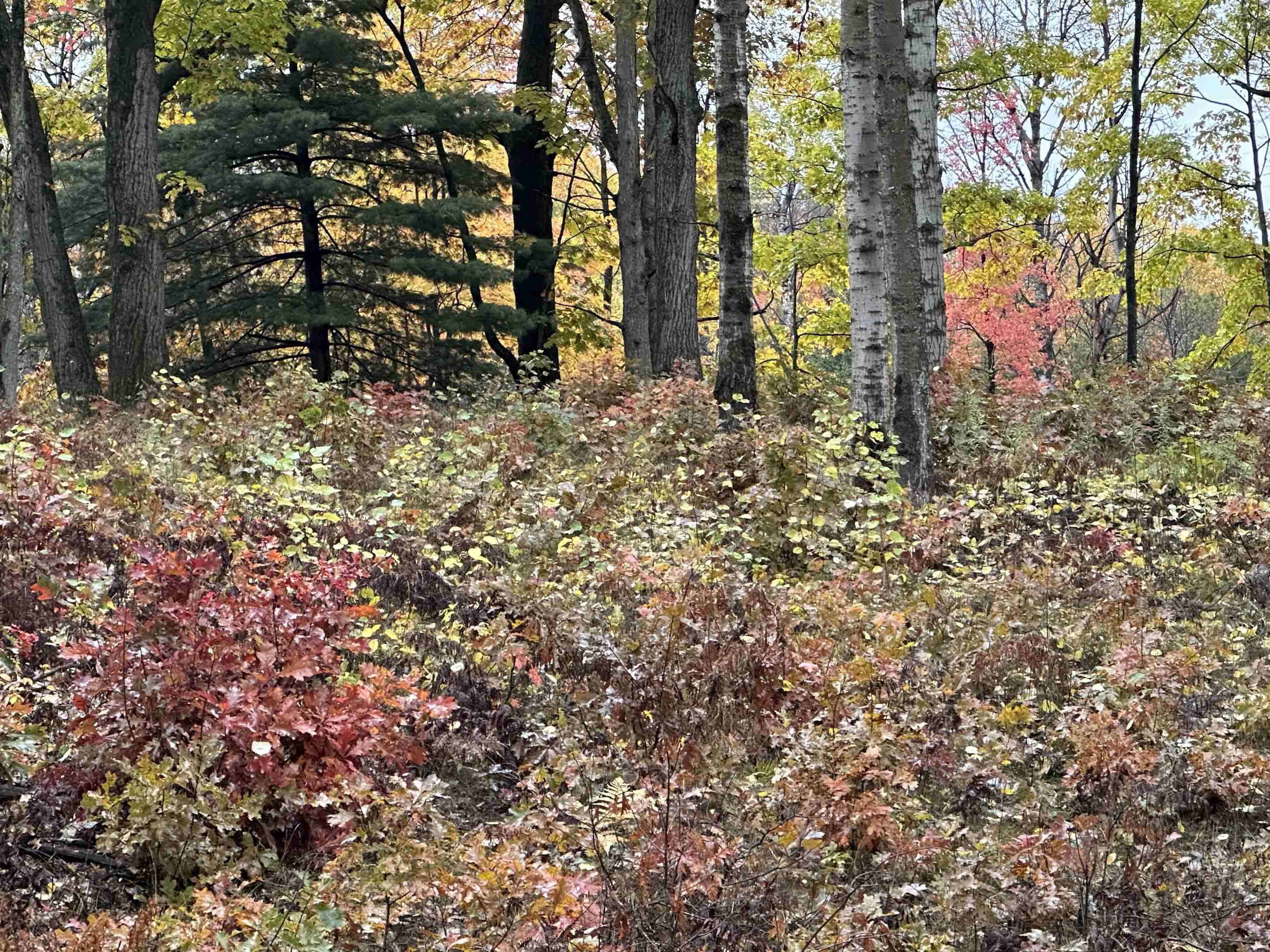 Lot #5 N Circle E, Surrey Twp, MI 48622