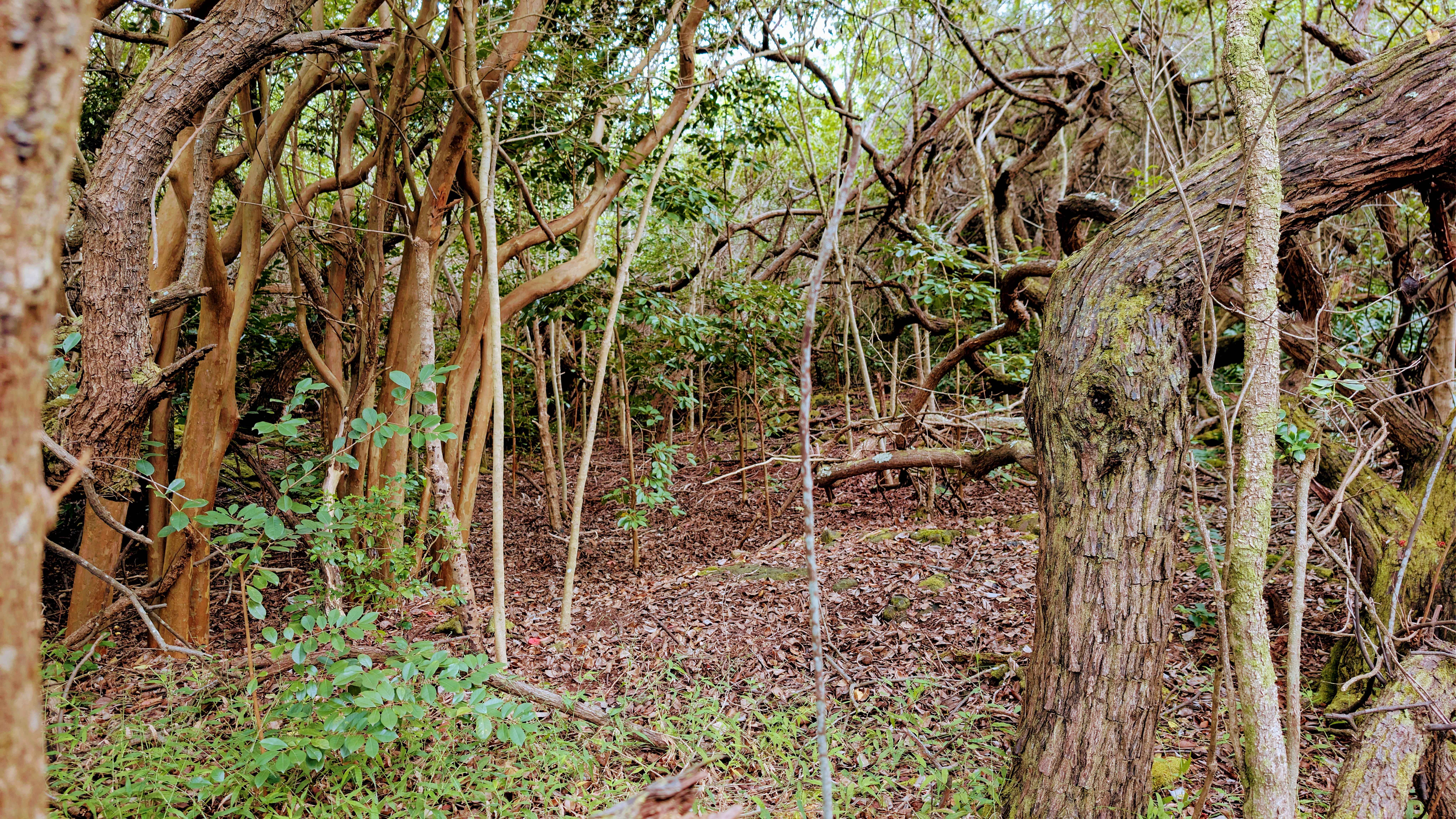 94-6579 KAMAOA RD, Naalehu, HI 96772