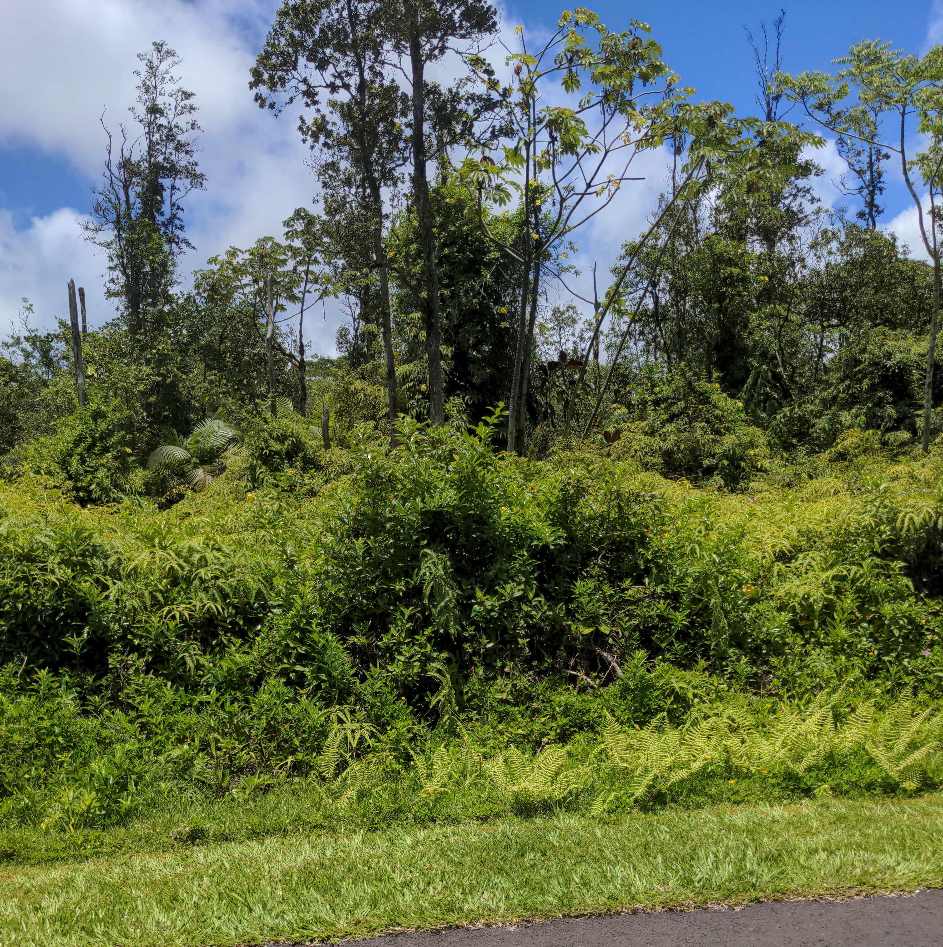 ALAPAI ST, Pahoa, HI 96778