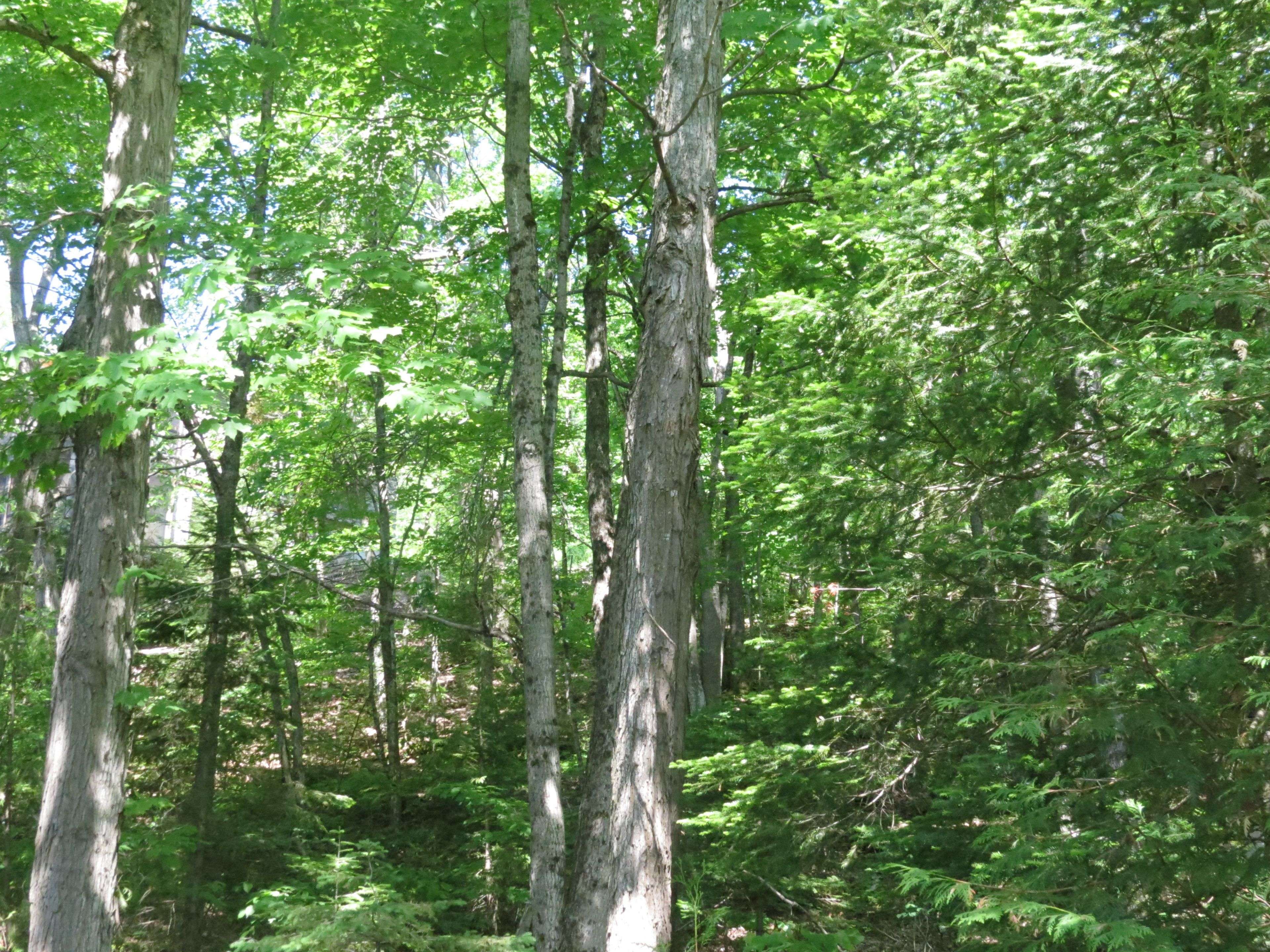 0 Fire Route 330 Route, Trent Lakes, ON K0M 1R0