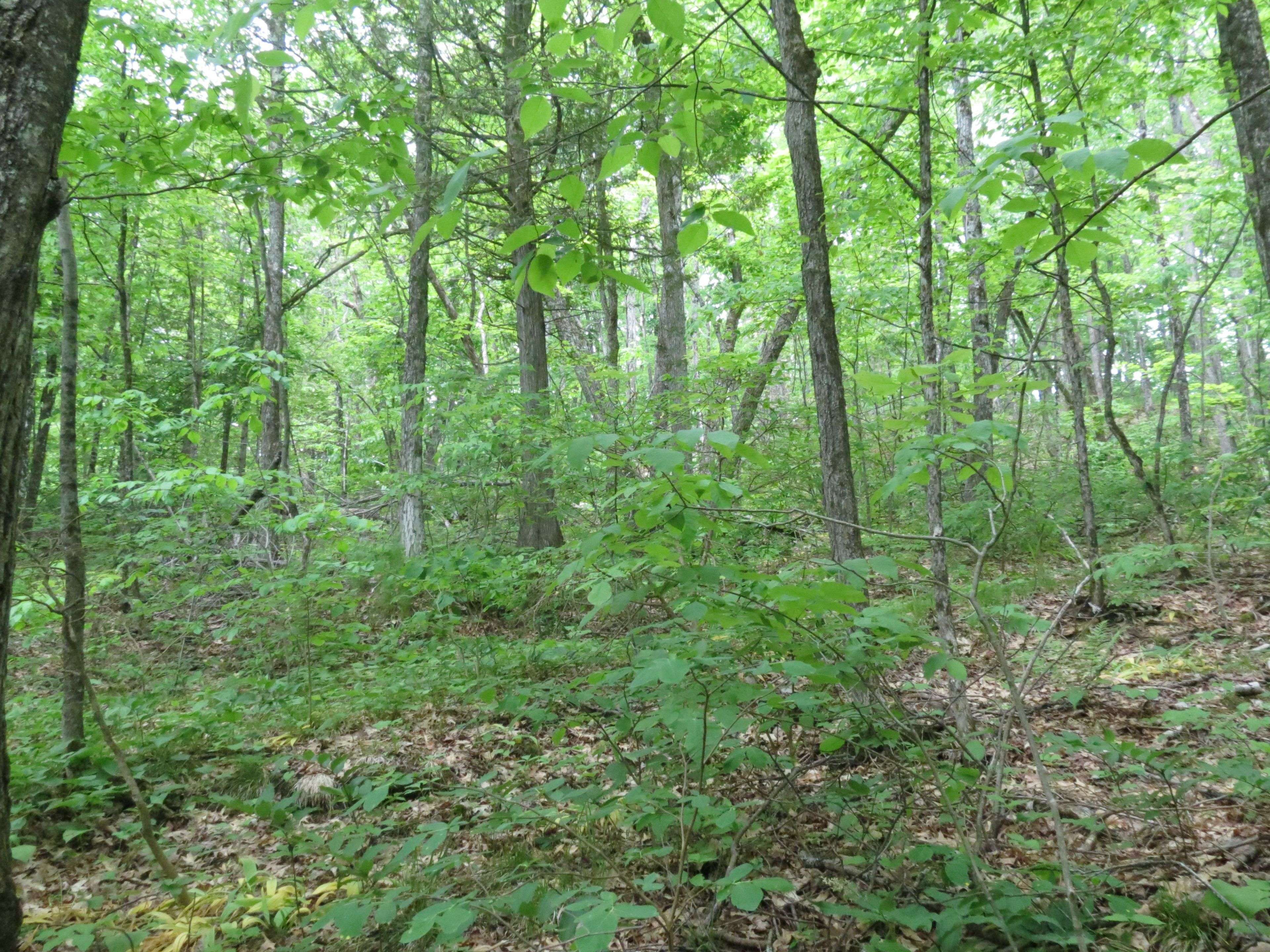 0 Fire Route 330 Route, Trent Lakes, ON K0M 1R0