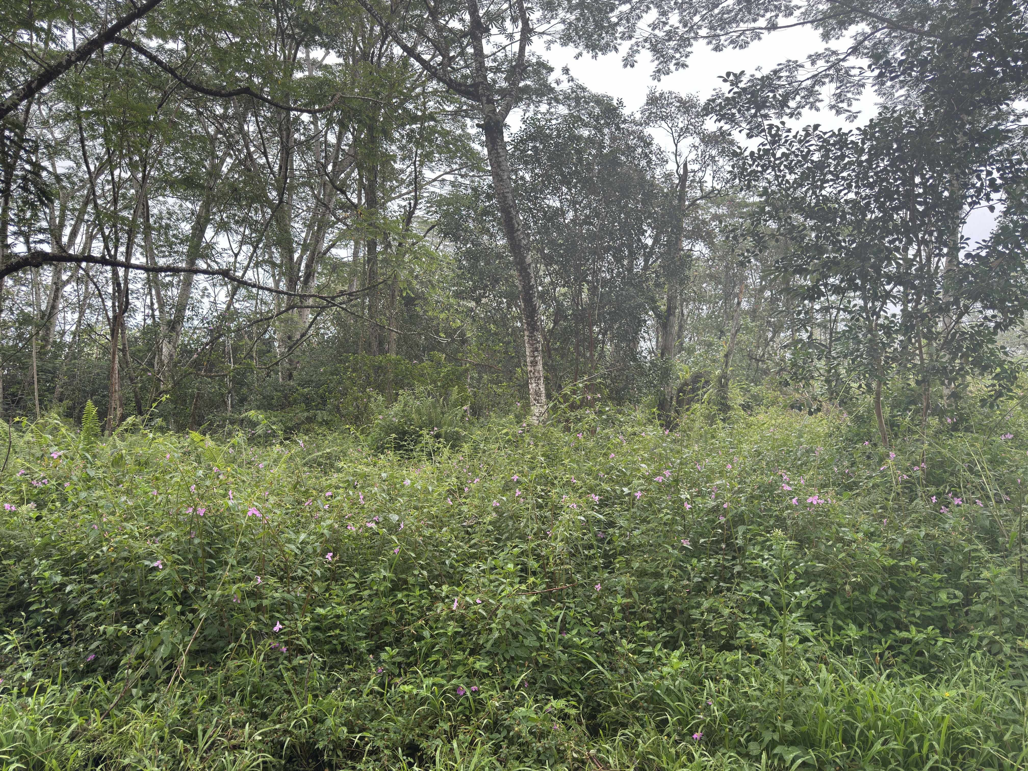 PAHOA CIRCLE, Pahoa, HI 96778