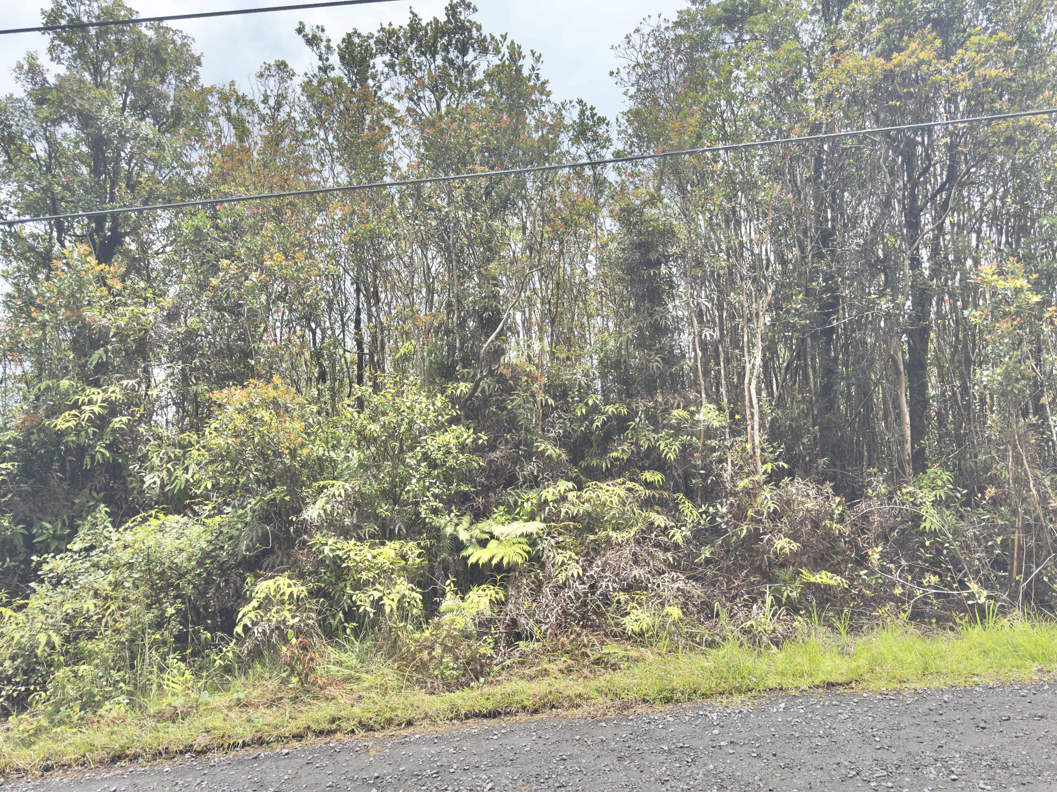 JUNGLE KING AVE, Volcano, HI 96785