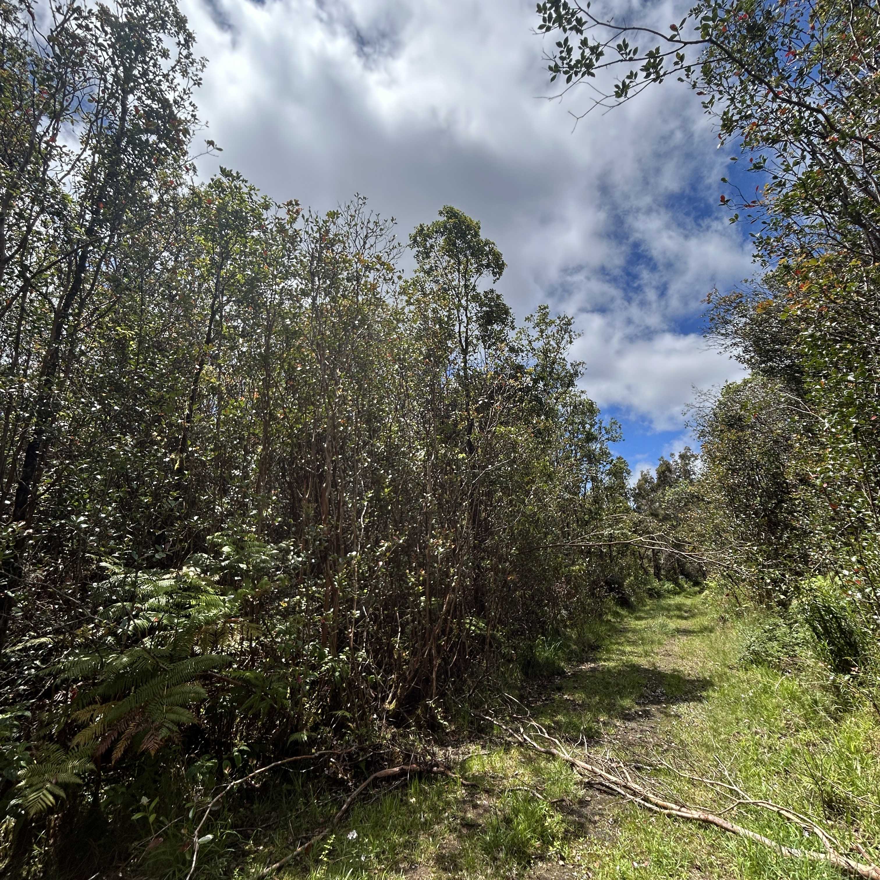 ROAD 4, Mountain View, HI 96771