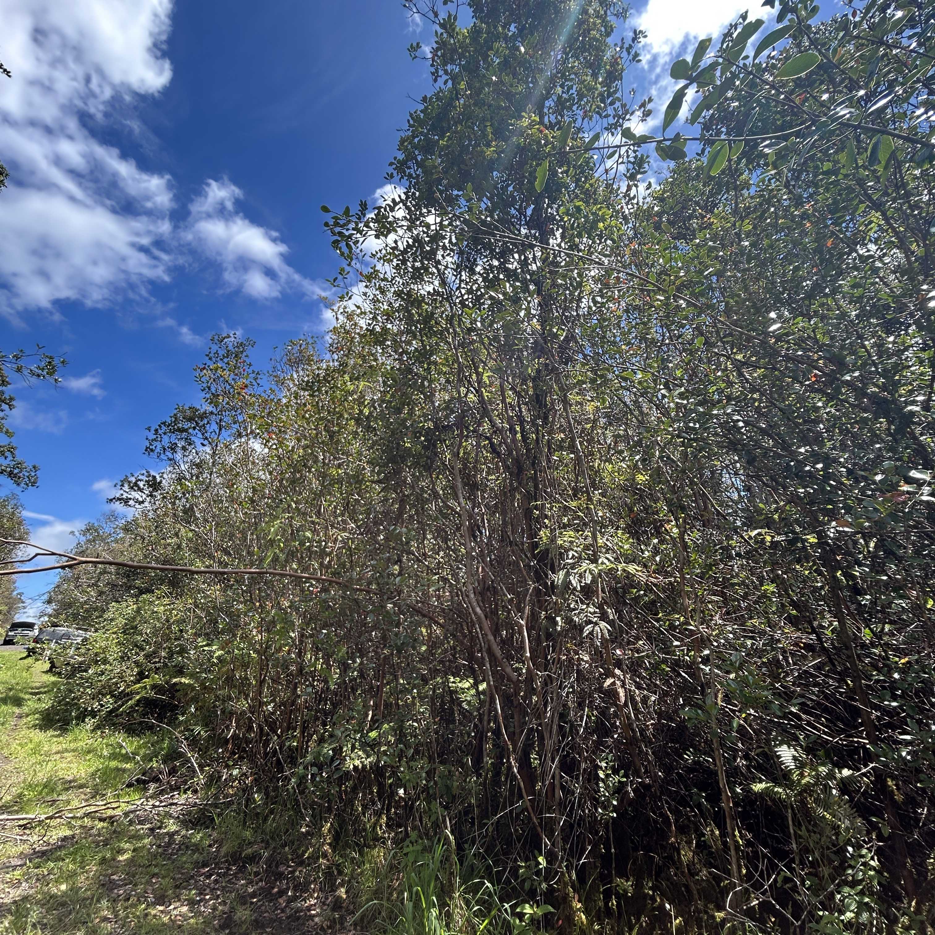 ROAD 4, Mountain View, HI 96771
