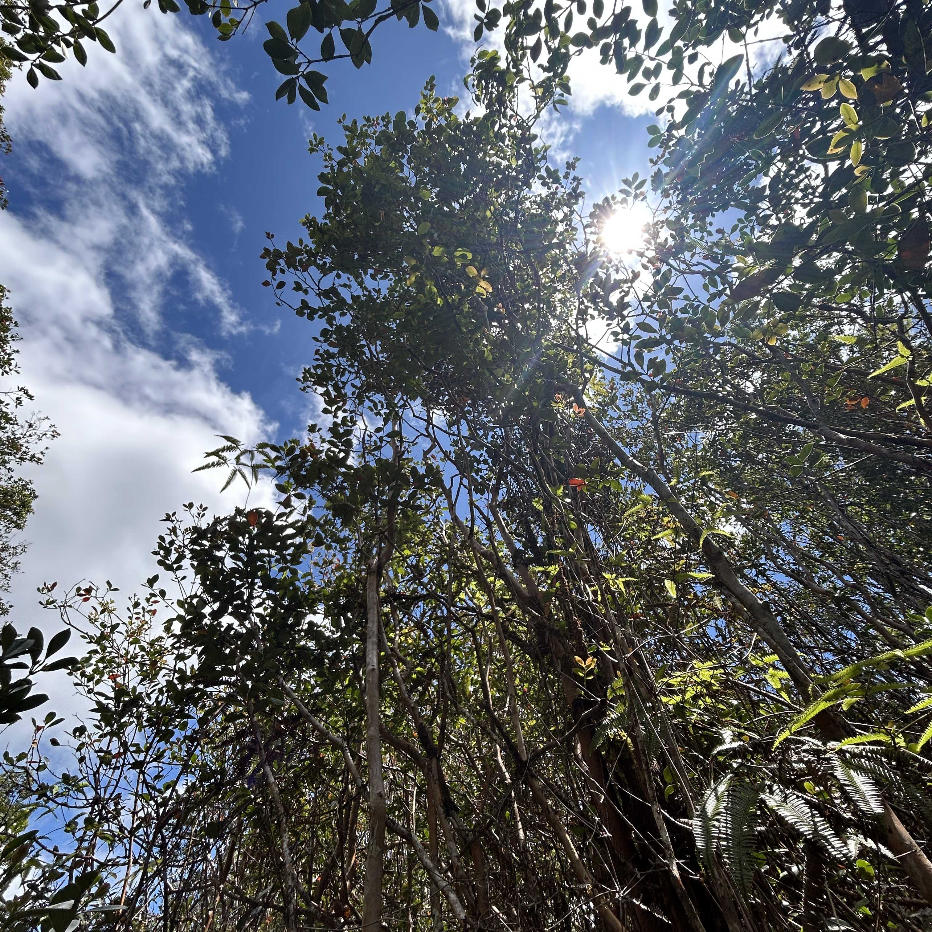 ROAD 4, Mountain View, HI 96771