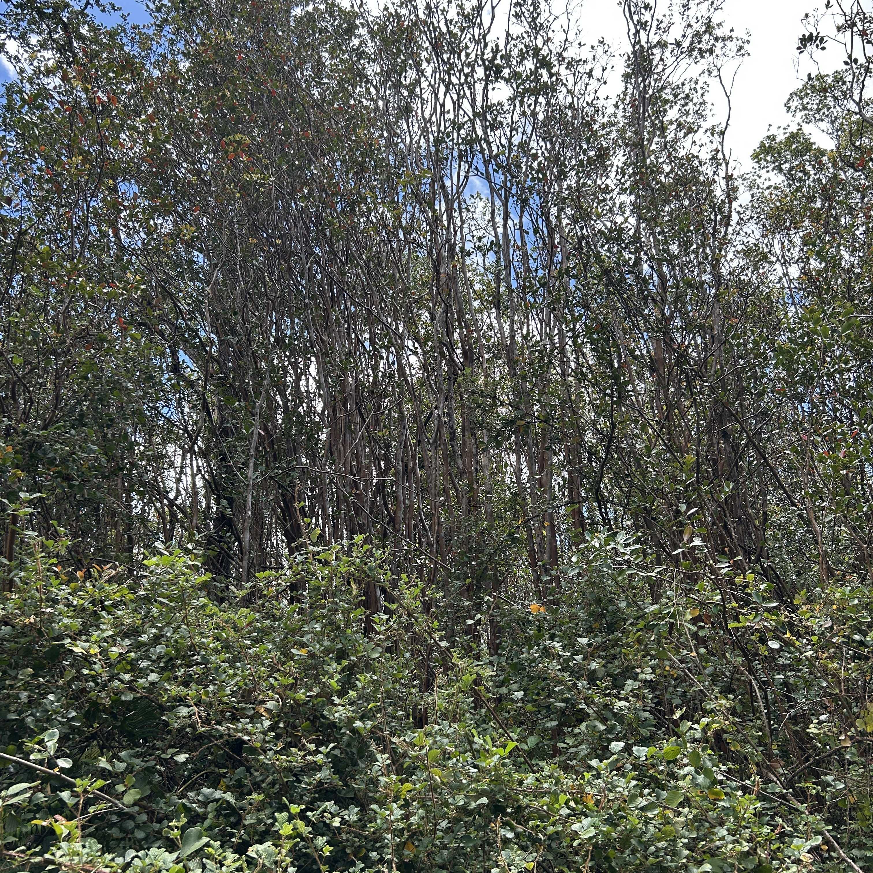 ROAD 4, Mountain View, HI 96771